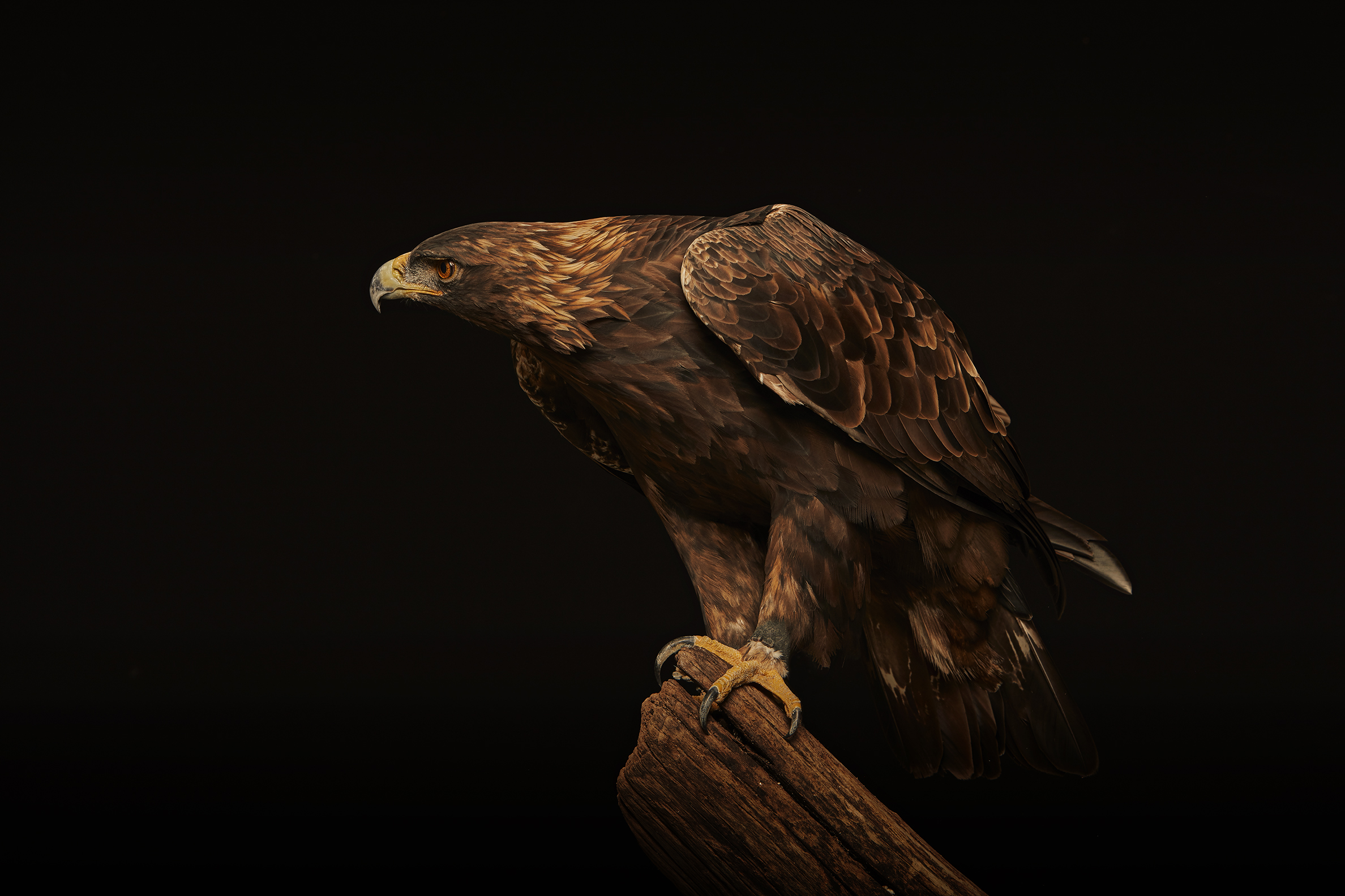 17007 Bird Creative13755c.jpg