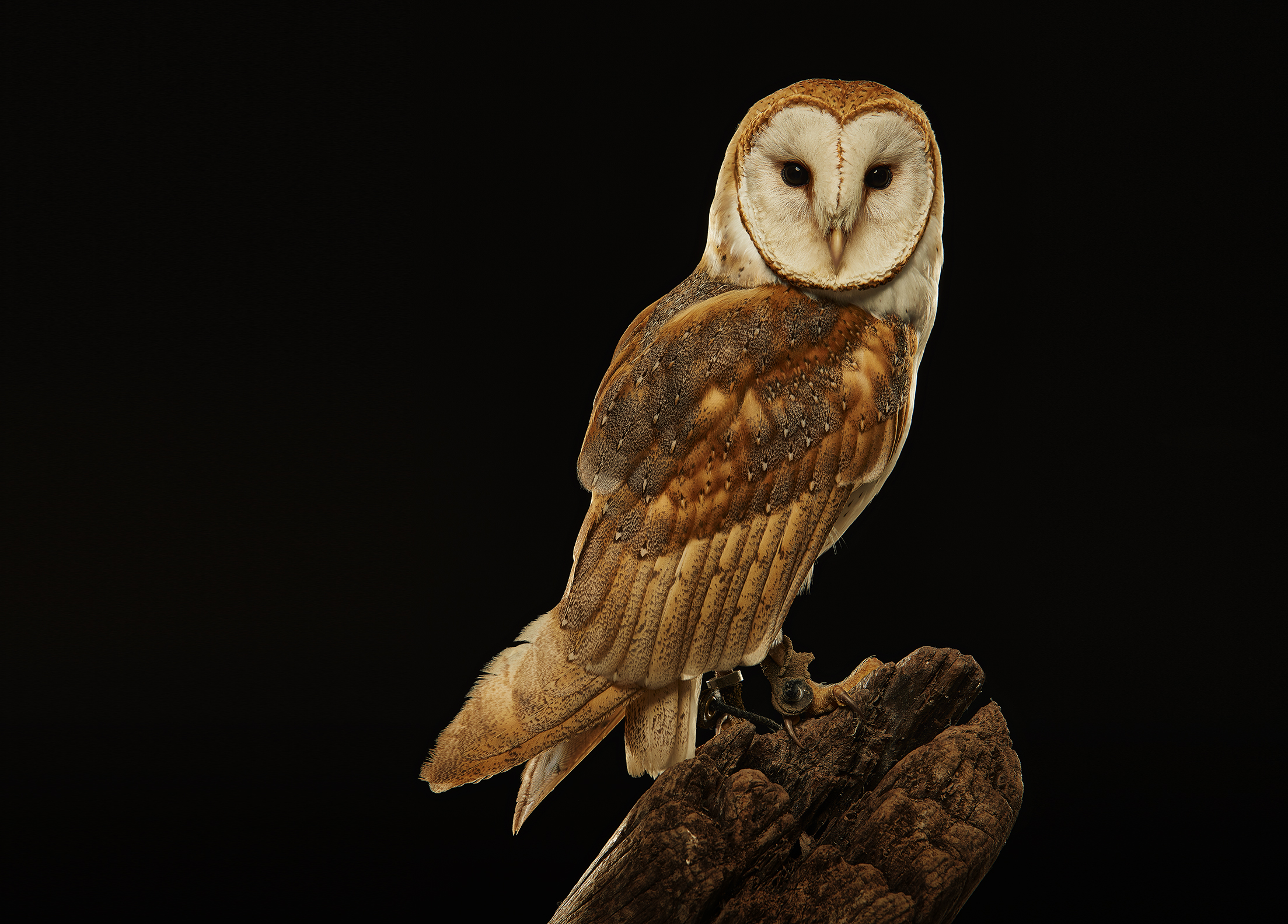 17007_BirdCreative-14076d.jpg