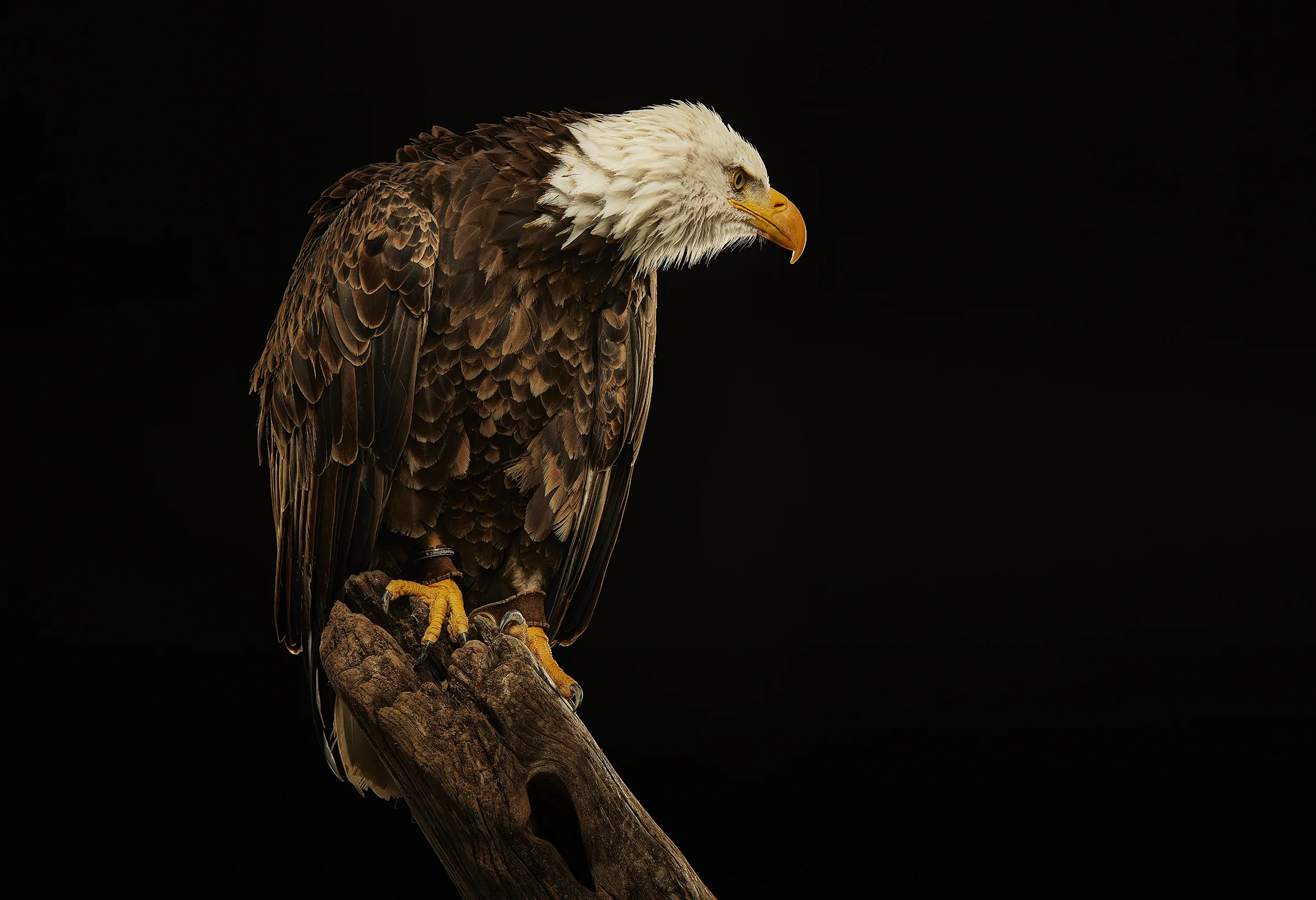 17007_BirdCreative-14011e 2.jpg