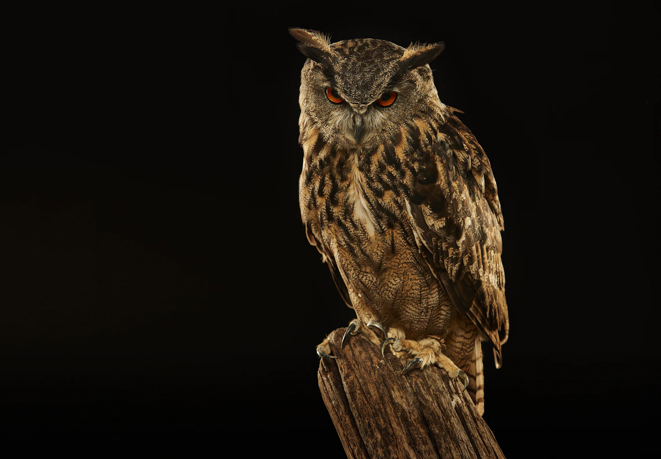 17007_BirdCreative-14356c.jpg