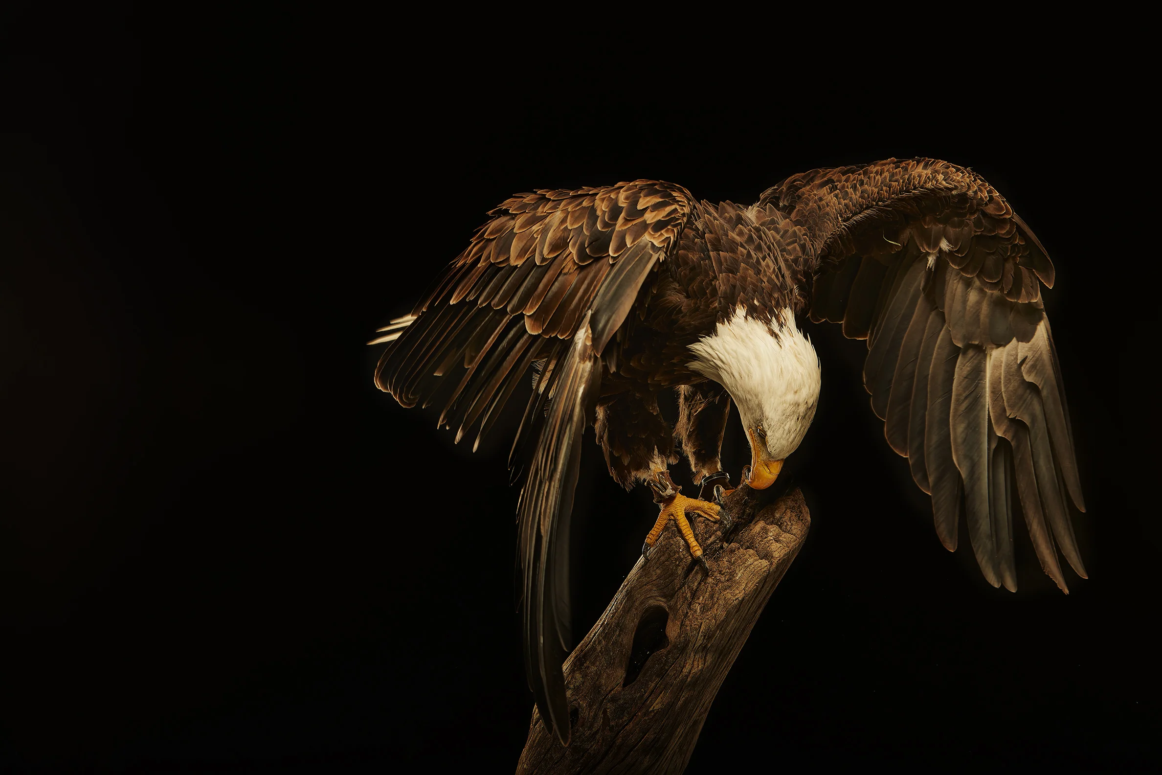 17007_BirdCreative-13955b.jpg