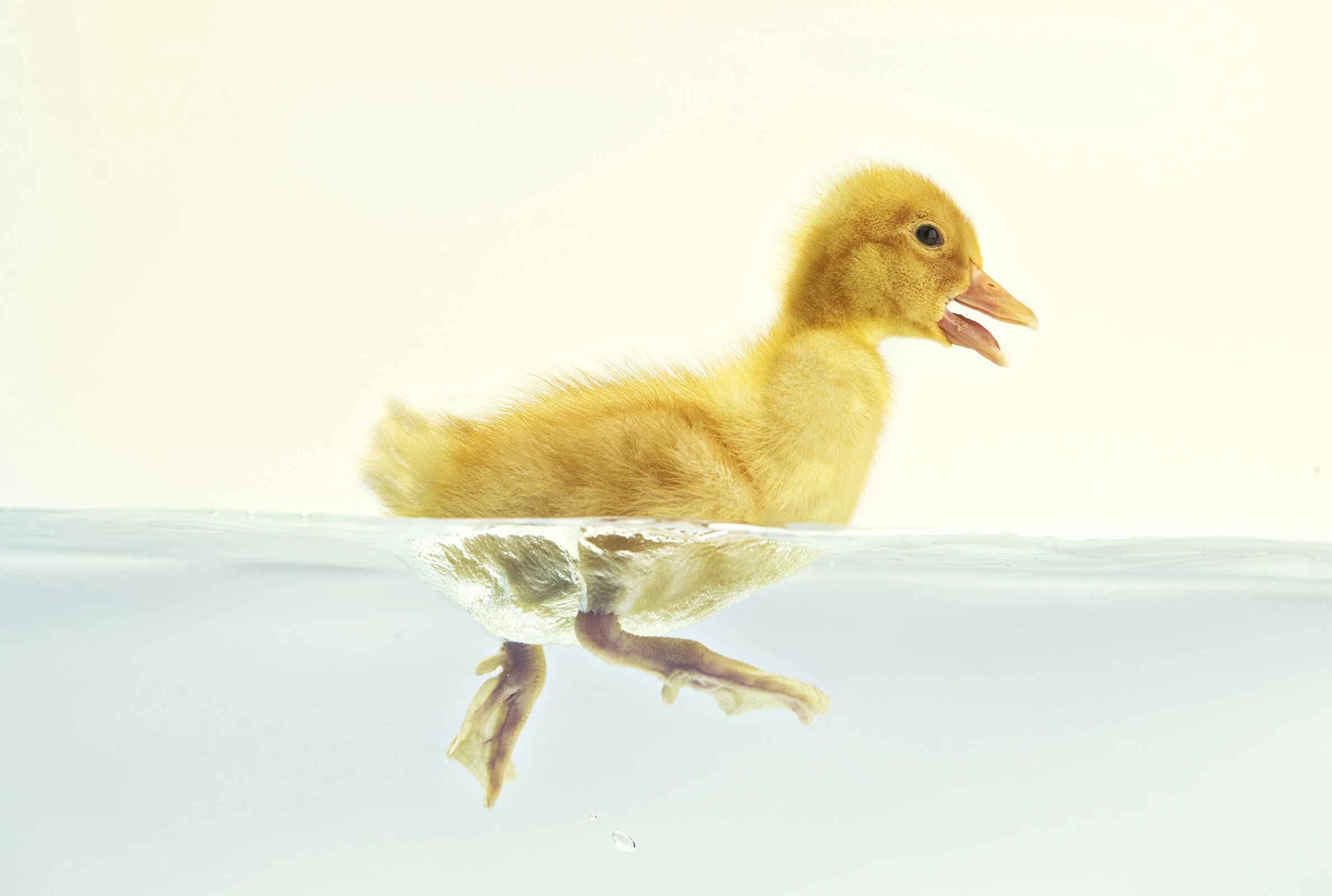 10490_Telus_Ducklings_003736b.jpg
