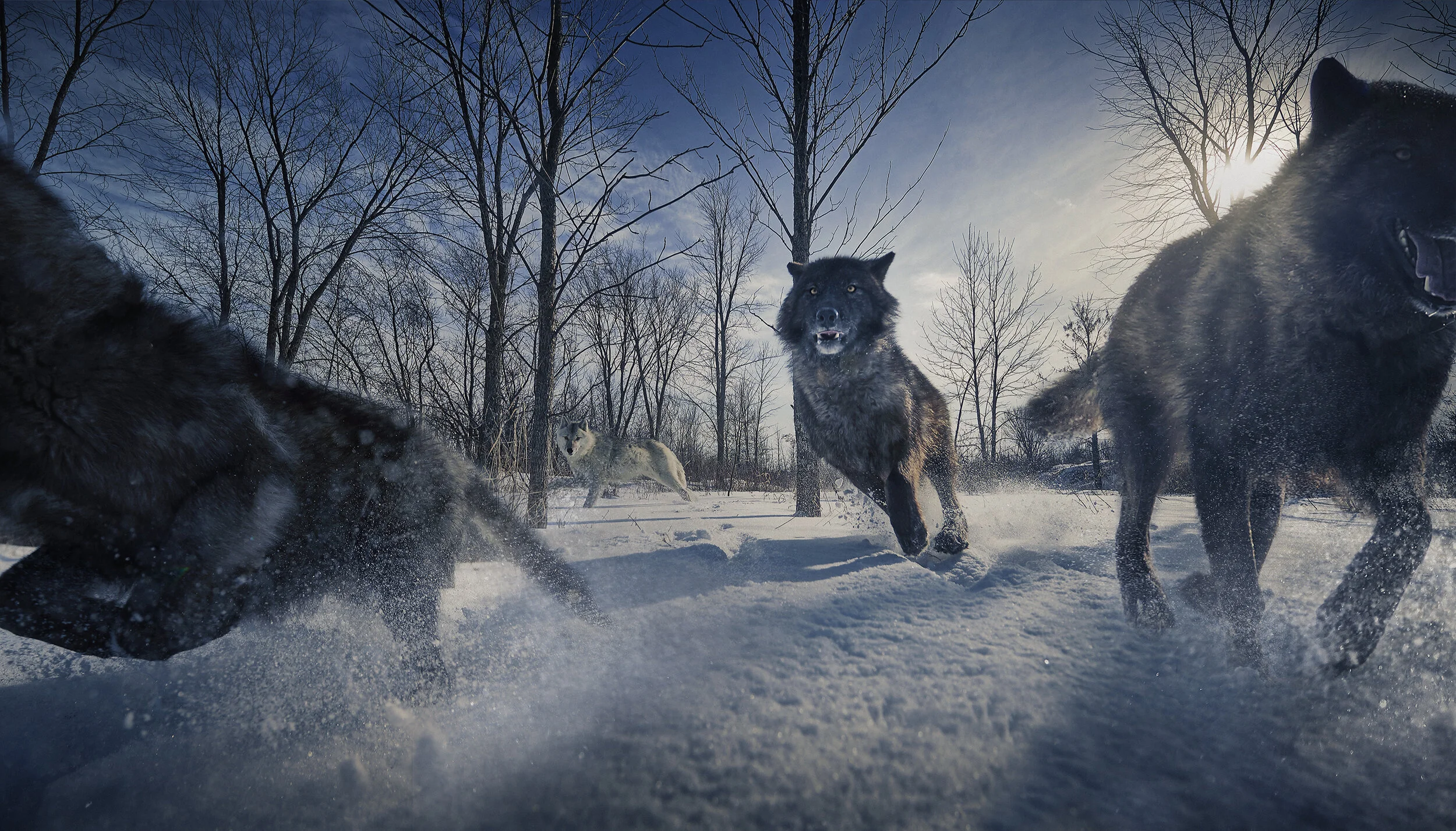 CHRIS WOLVES WORKING 2f.jpg