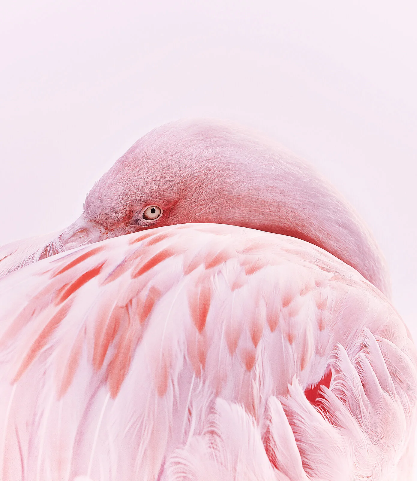 Flamingo1CA1.jpg