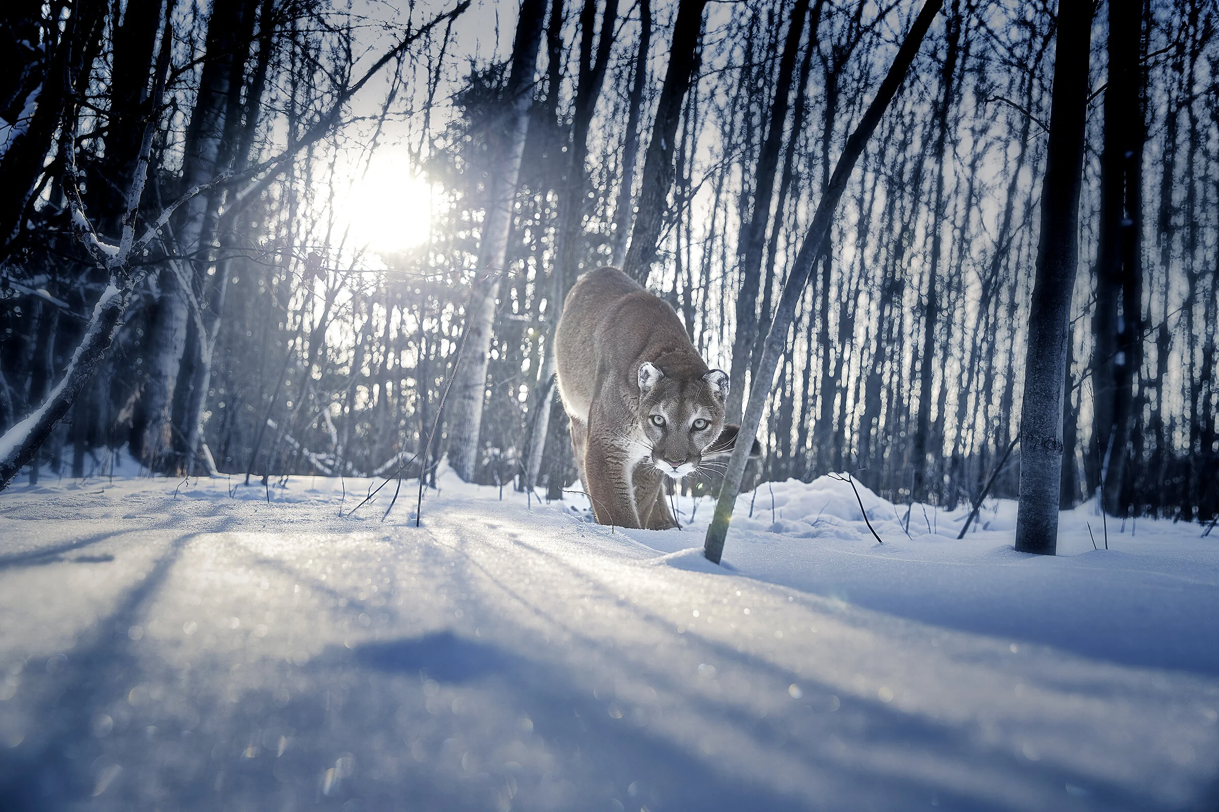 Shot 01 Cougar0051d.jpg