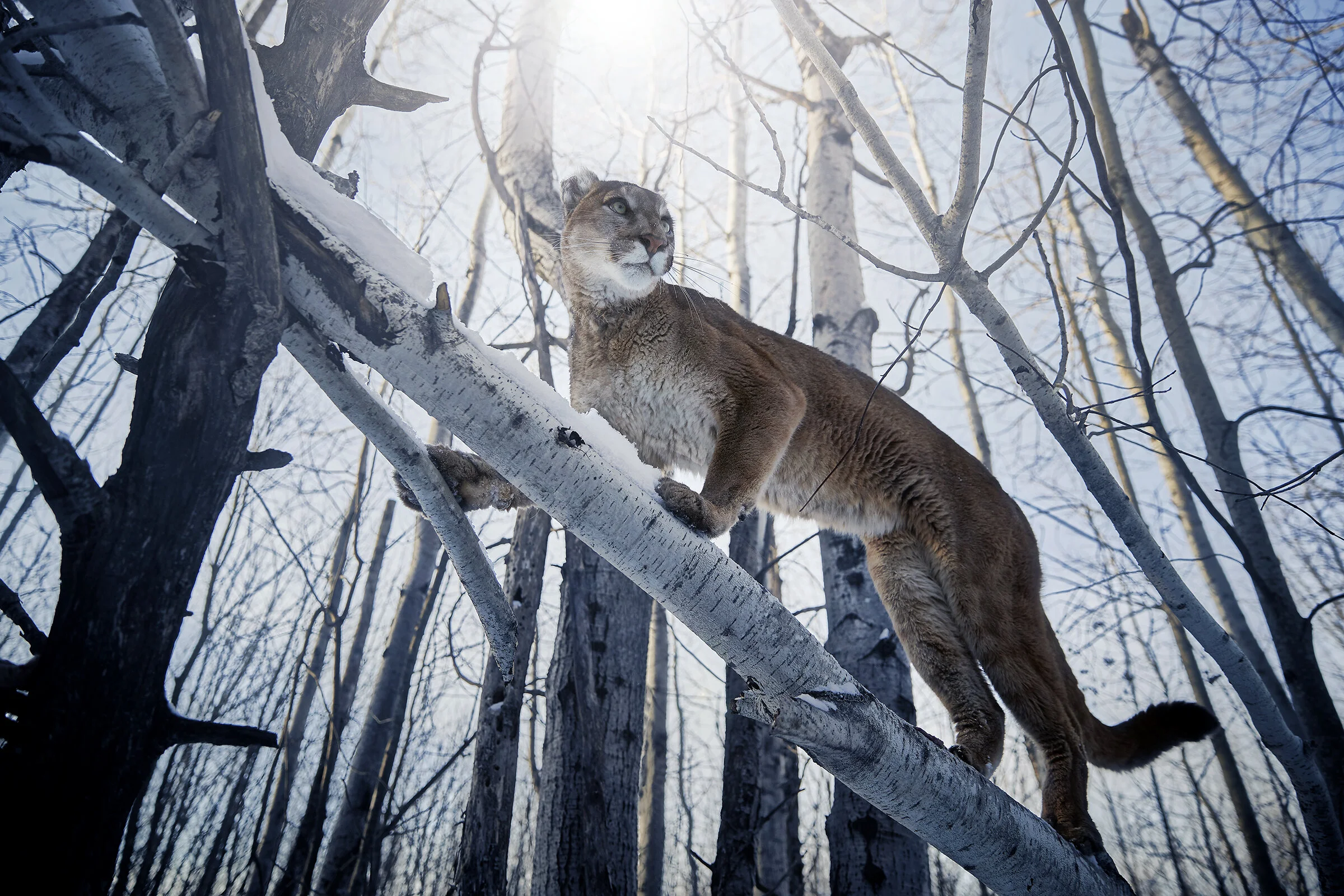Shot 01 Cougar0588 1d.jpg