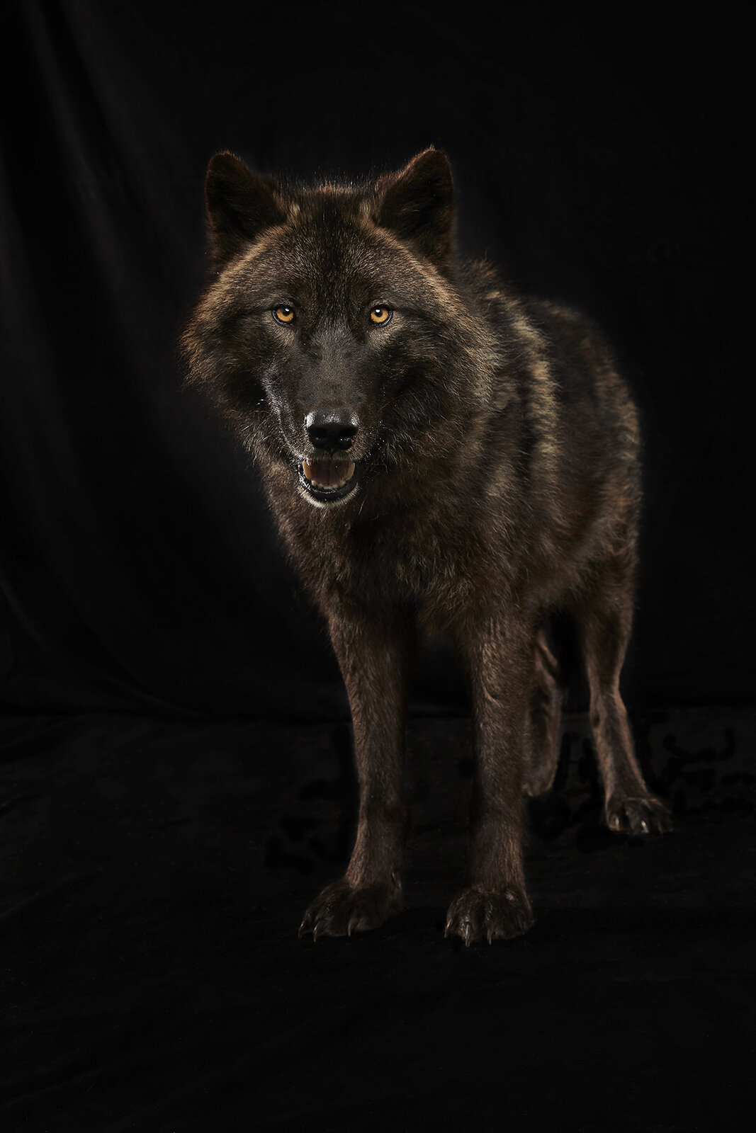 Shot 01 Wolf2420 1d.jpg