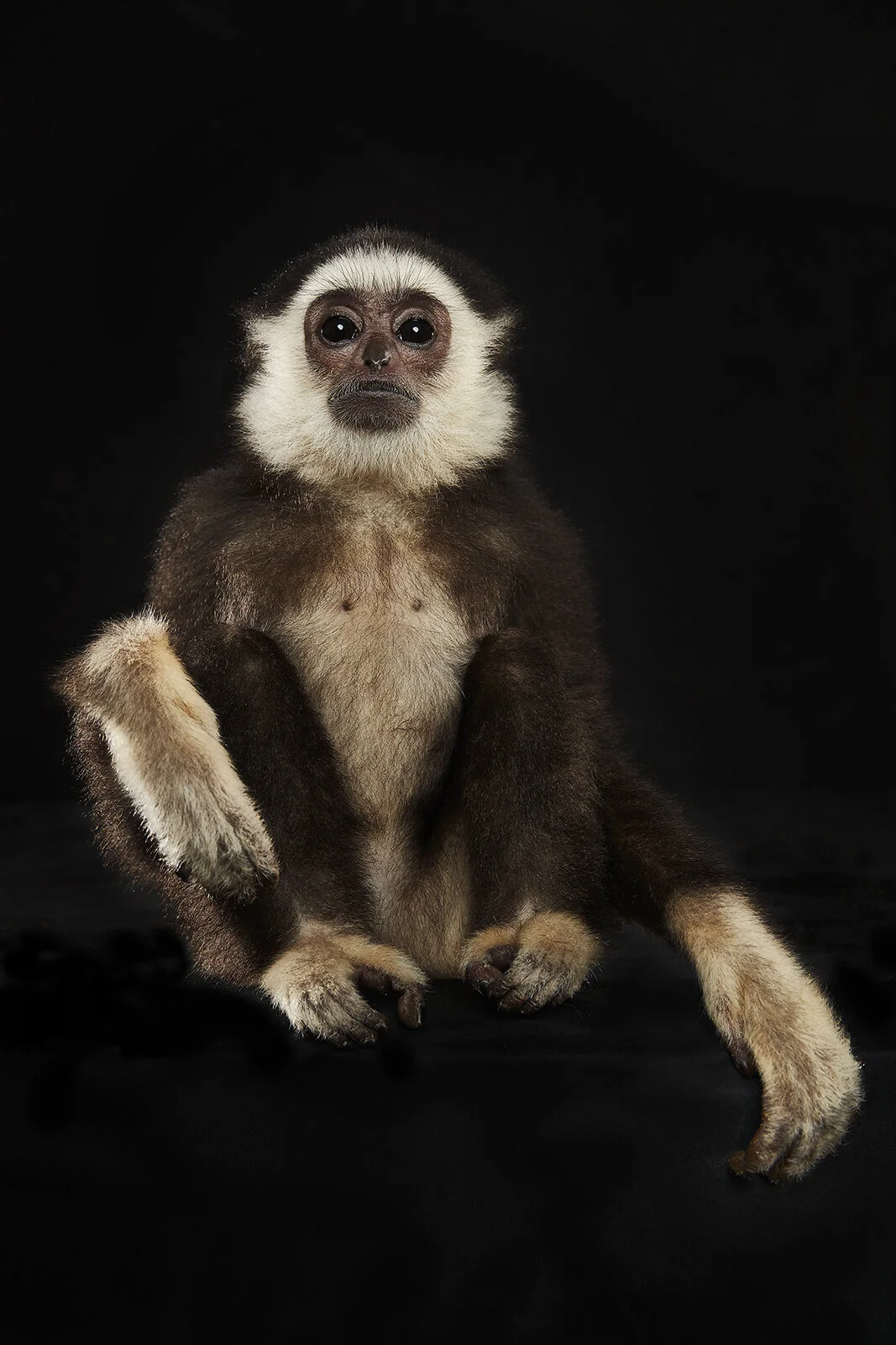 Shot 02 Monkey2709e.jpg