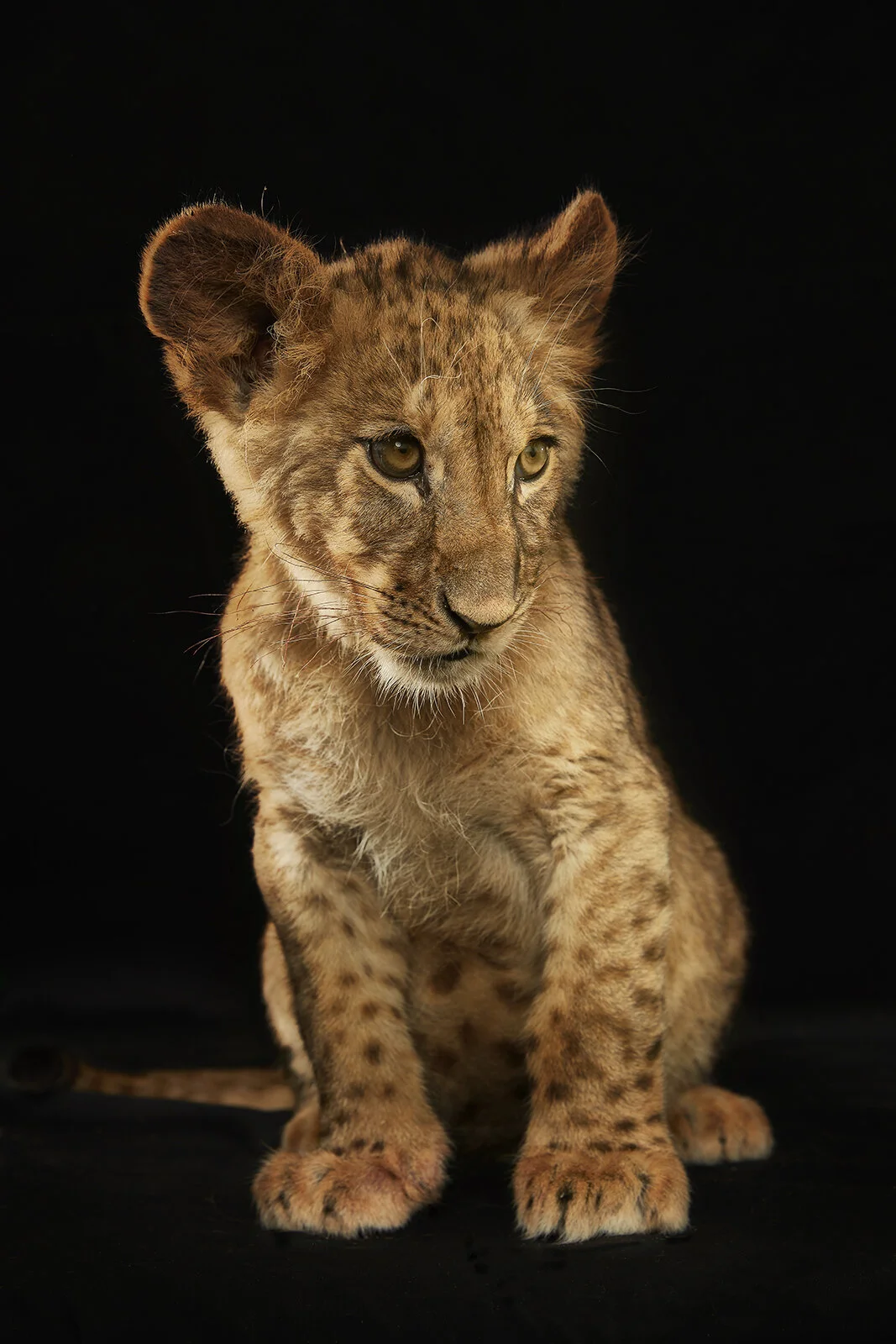 Shot 04 Lion3141c.jpg