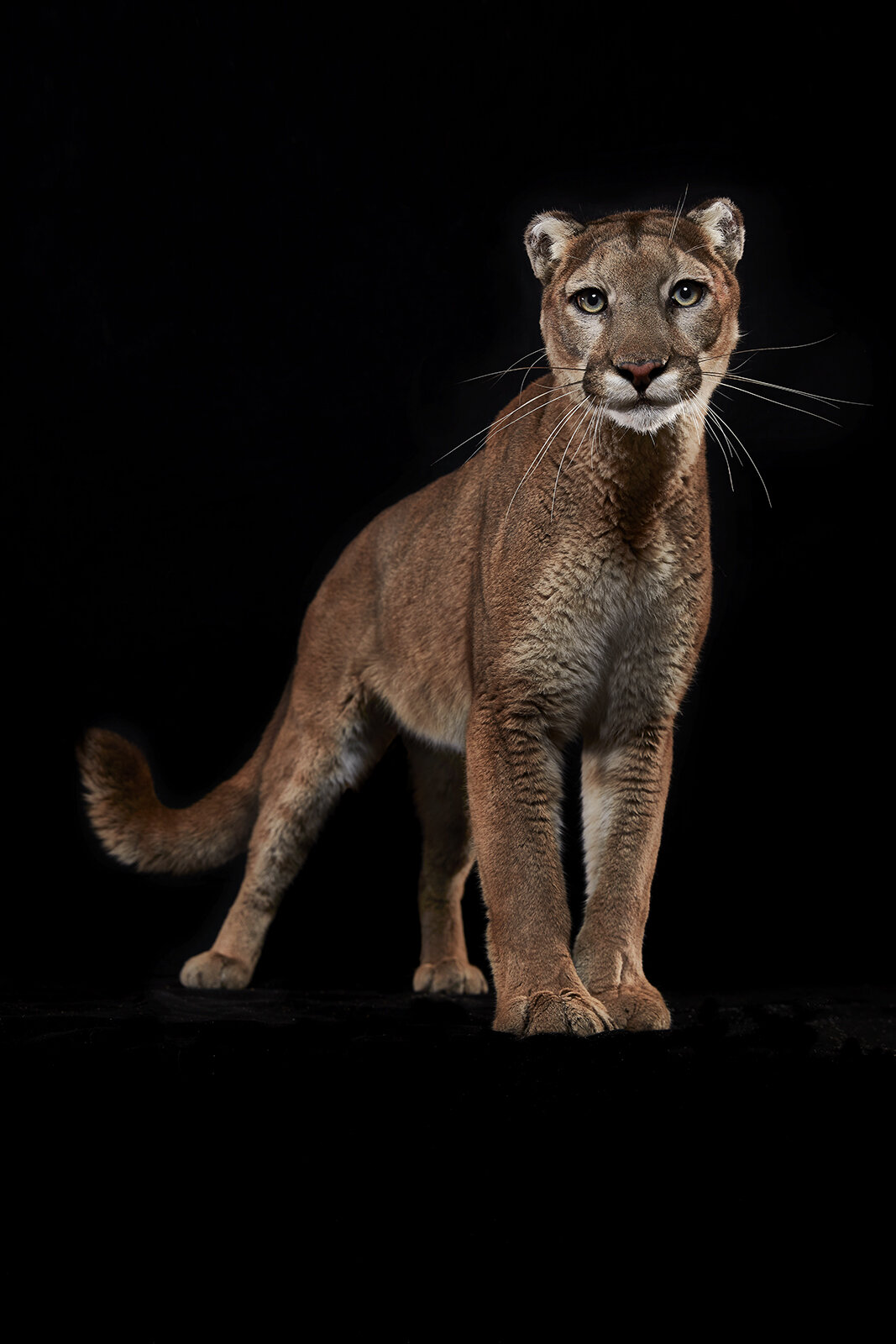 Shot 05 Cougar in Barn2154e.jpg