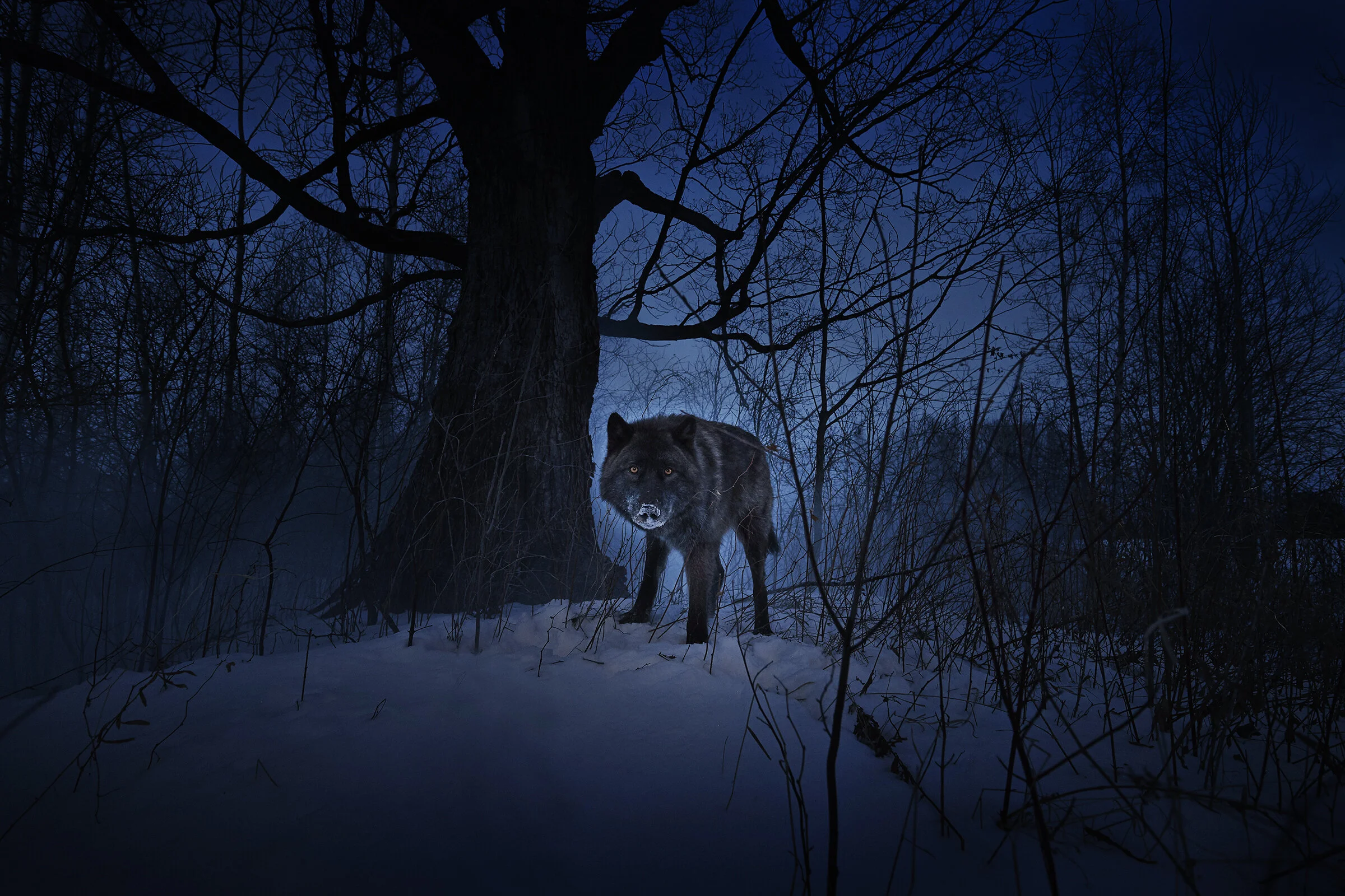 Shot 04 Wolf Tree1339 d.jpg
