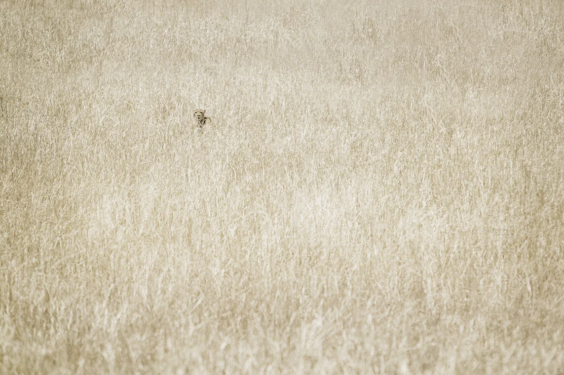 cheetah1_4521.jpg