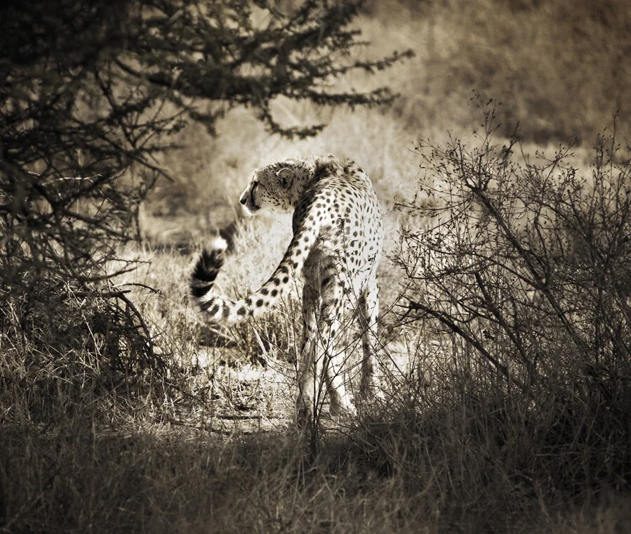 cheetah2_4111.jpg