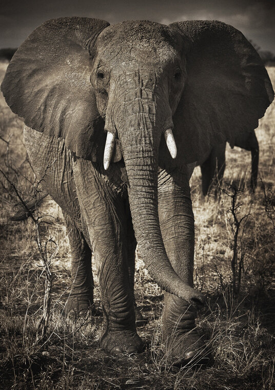 elephant1_8775.jpg