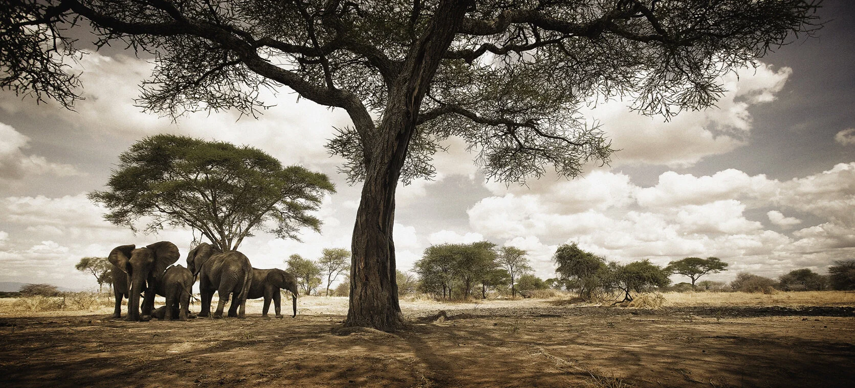 elephantfamily_6291.jpg