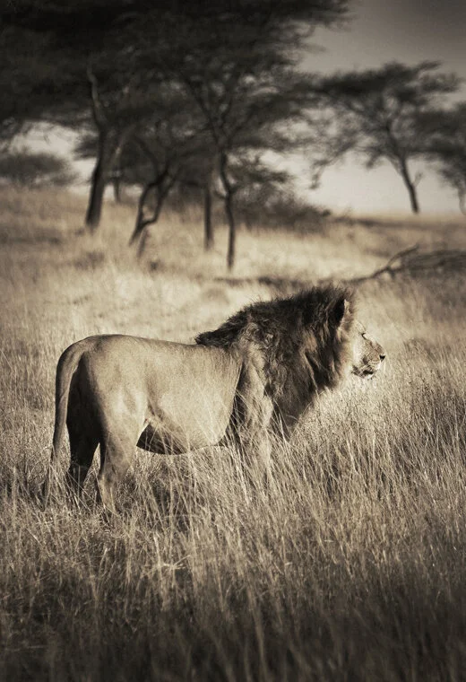 lion2_5769.jpg