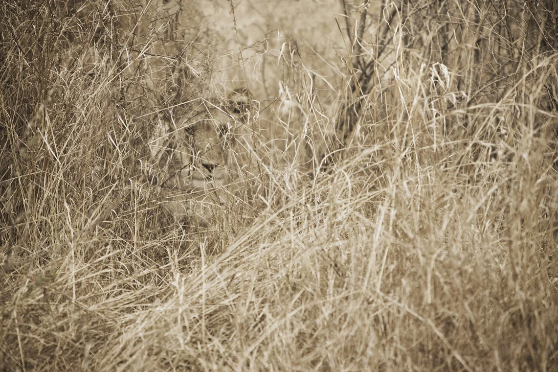 lioningrass _9266.jpg