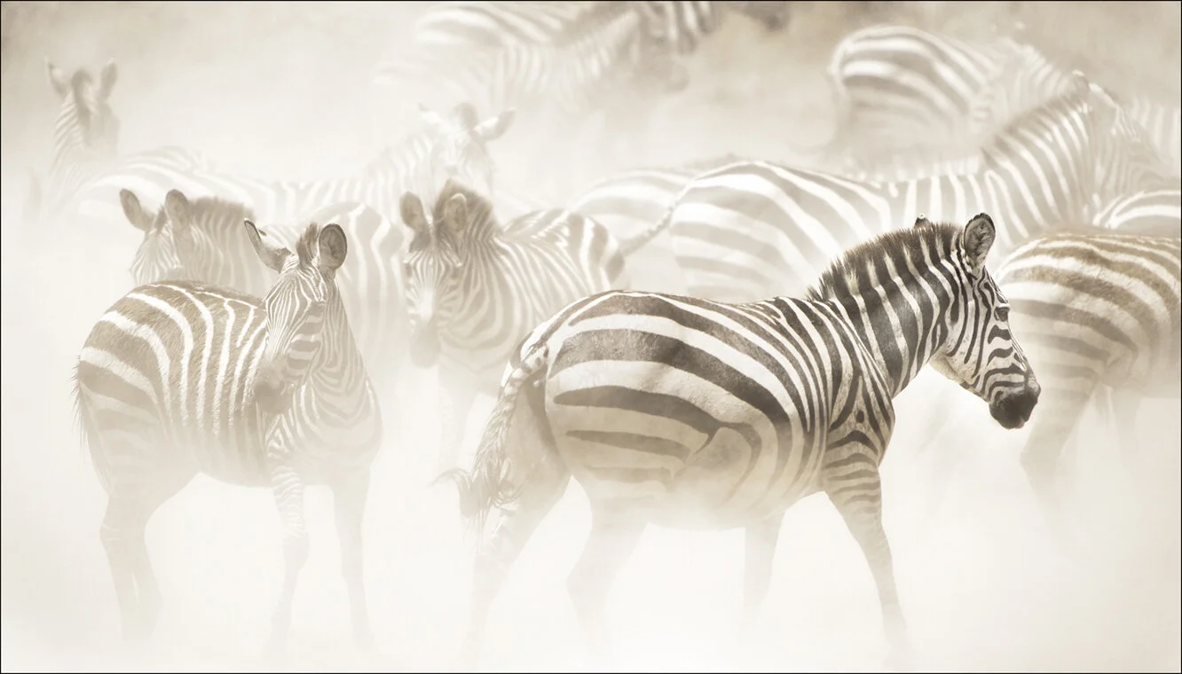 zebra4_6195.jpg