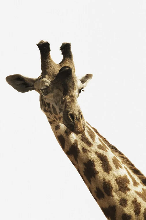 giraffe_4661.jpg