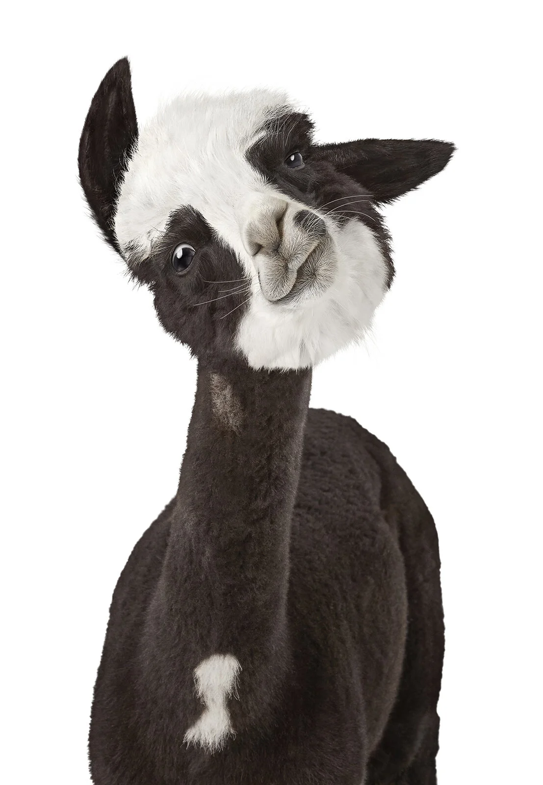 Alpaca_HeadShake_FaceFrt_Dwest.jpg