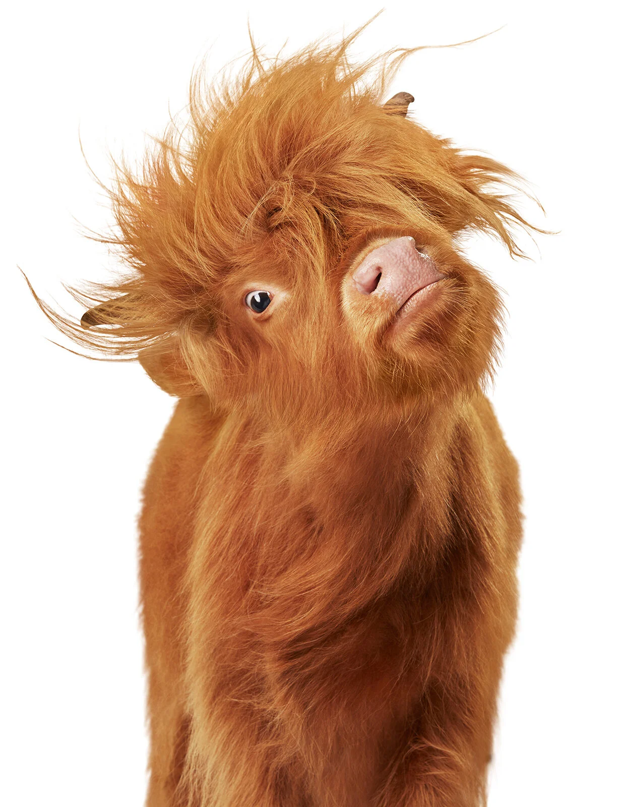 Cow_HeadShake_FaceFrt_Dwest.jpg