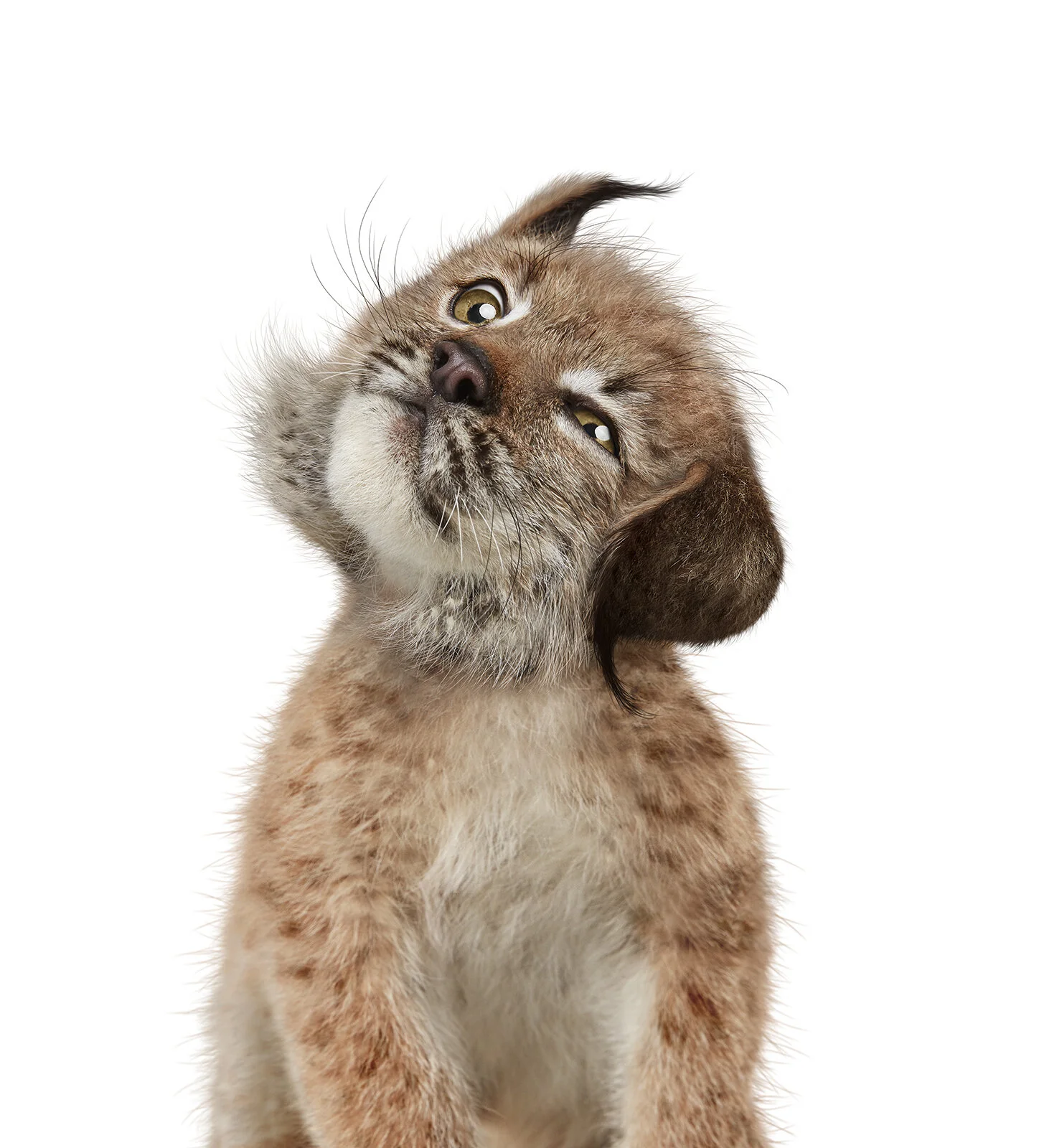 Lynx_HeadShake_FaceFrt_Dwest.jpg