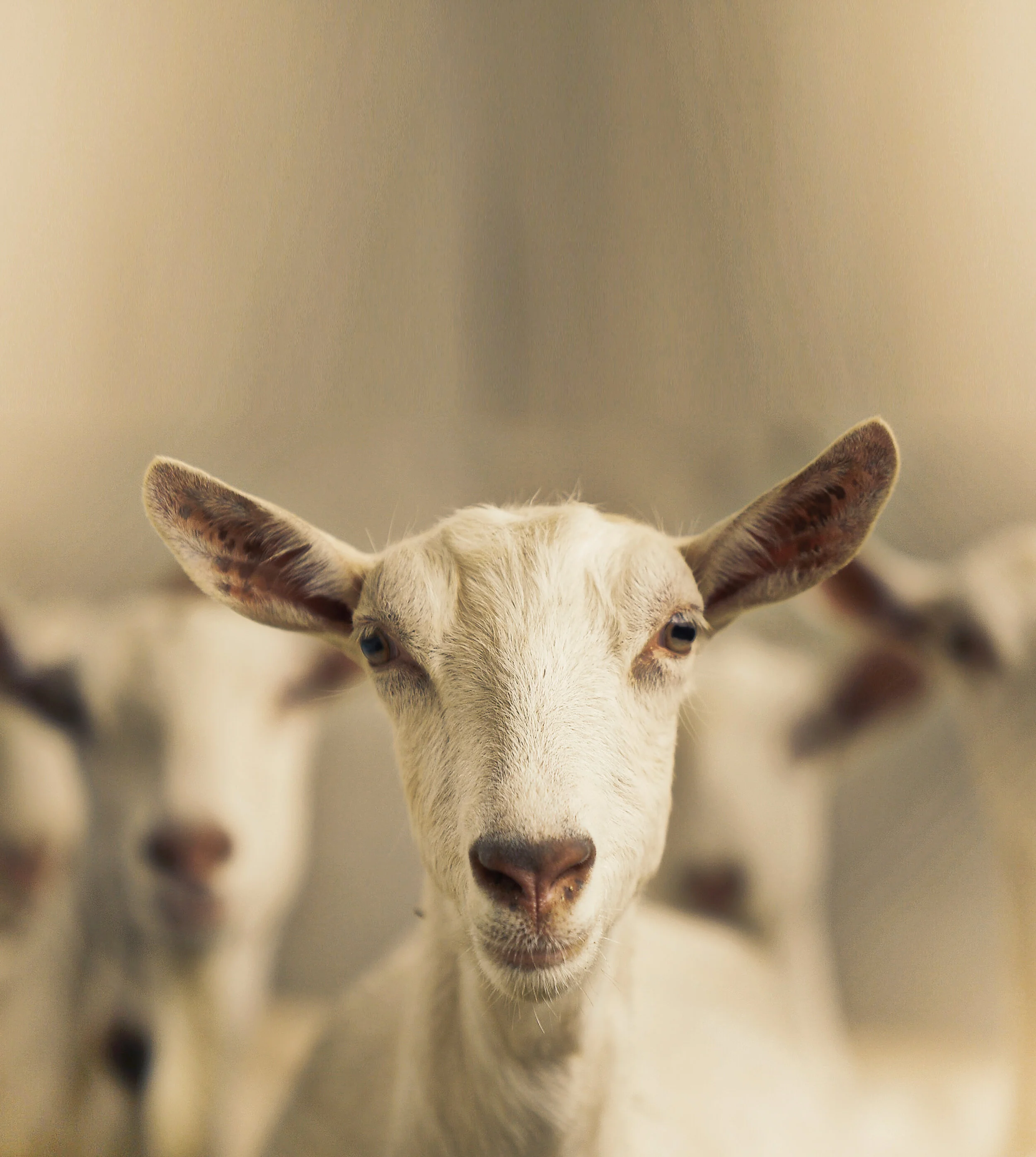 10108_Gaylea-Goat-2562a.jpg
