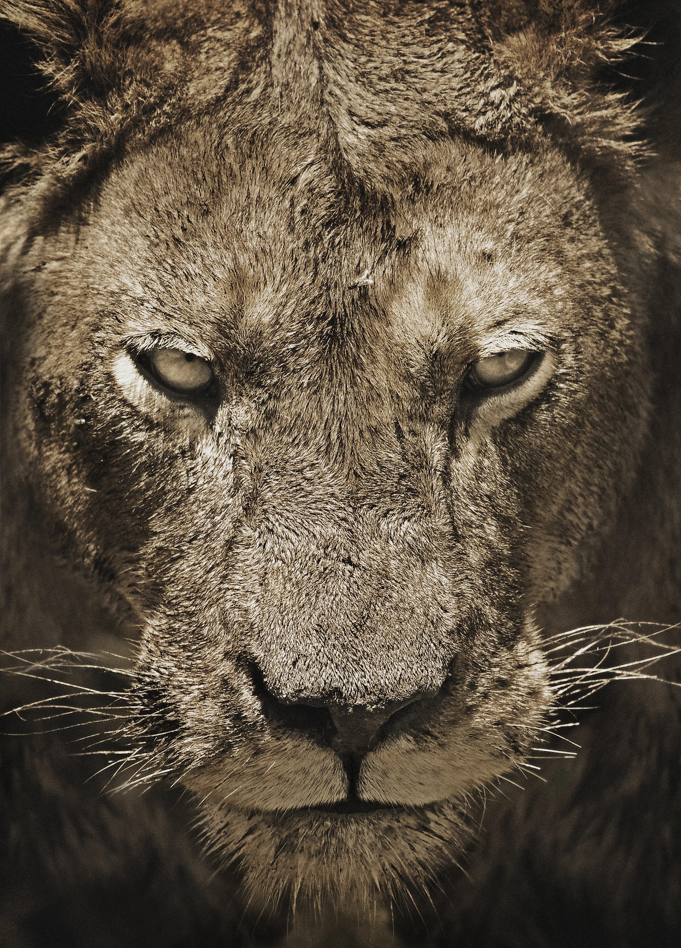 06010_Africa_kat 3.jpg