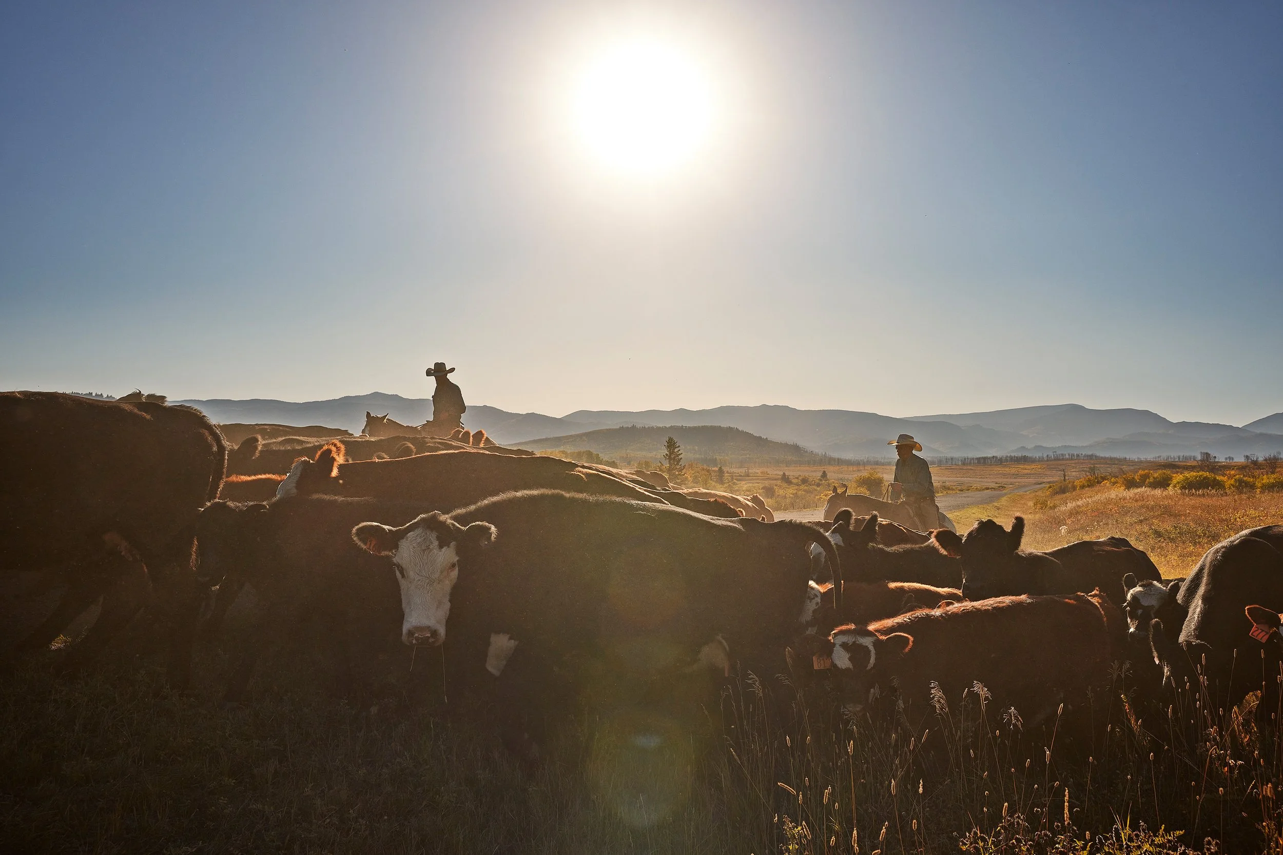 23_TravelAlberta_CattleWrangling4 copy.jpg