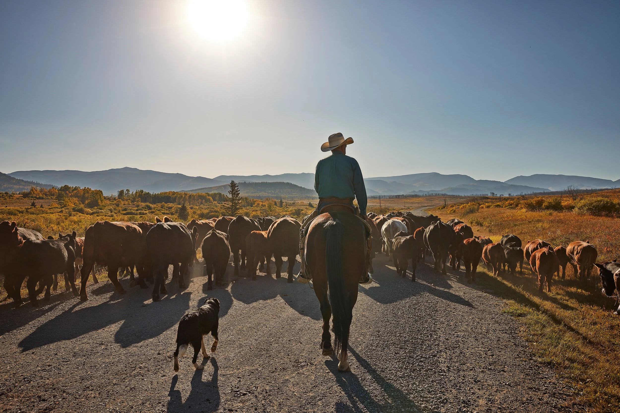 23_TravelAlberta_CattleWrangling2 copy.jpg