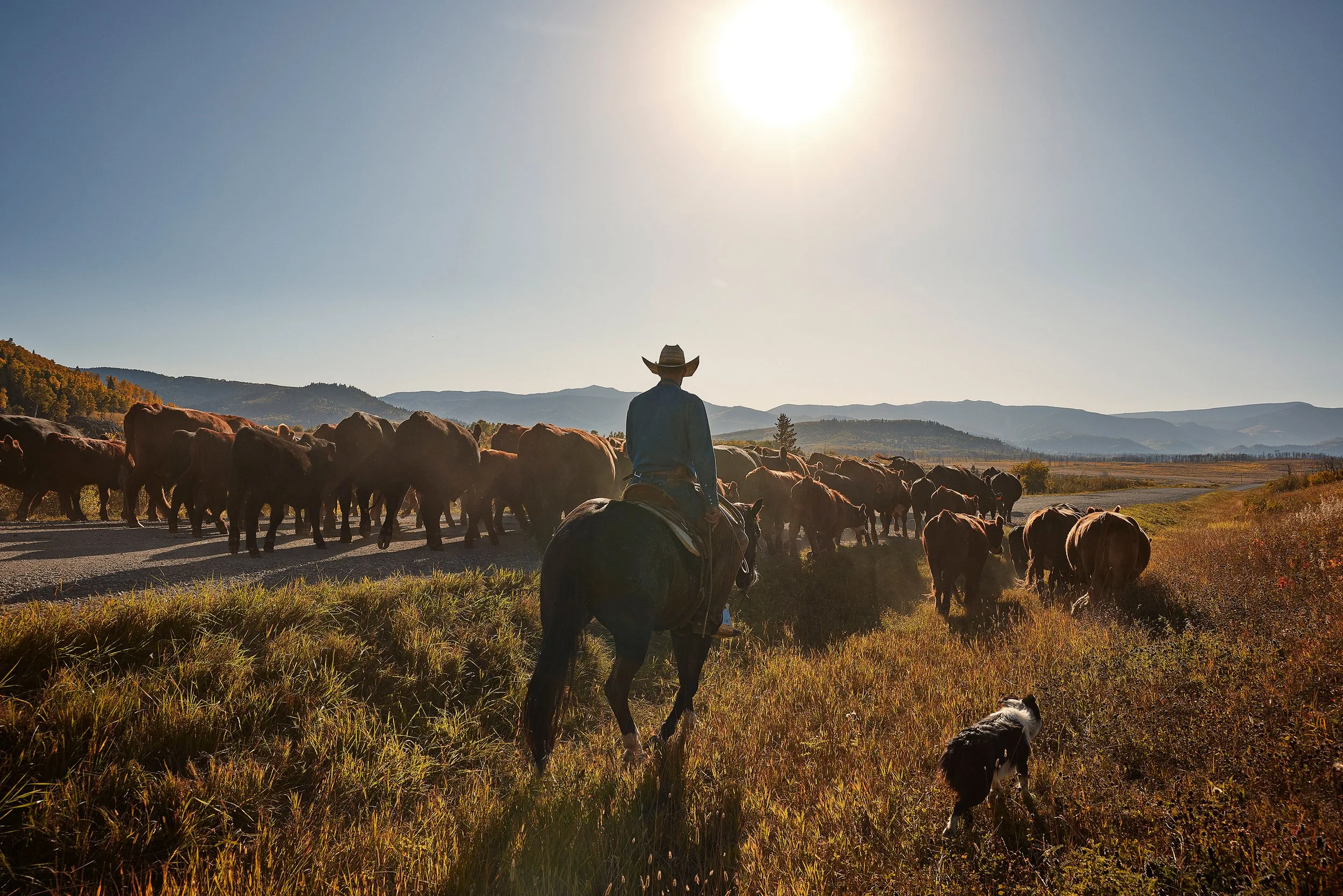 23_TravelAlberta_CattleWrangling1 copy.jpg