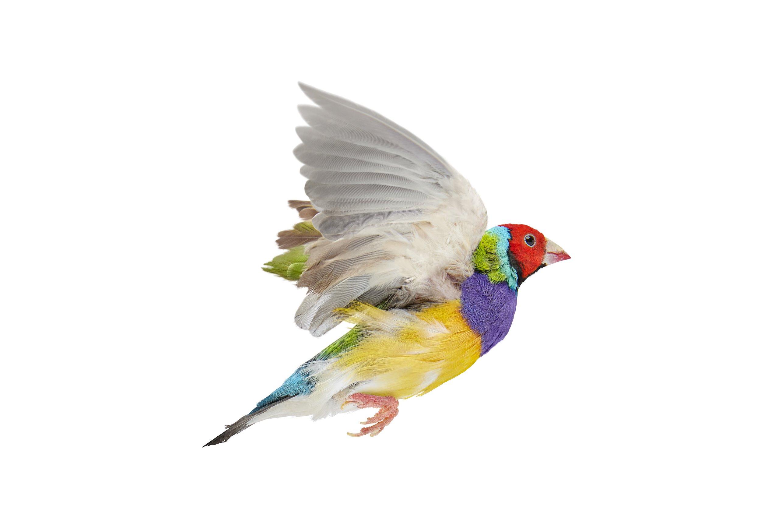 Gouldian_Finch_Facing_R_Flying_Wings_Up_D.jpg