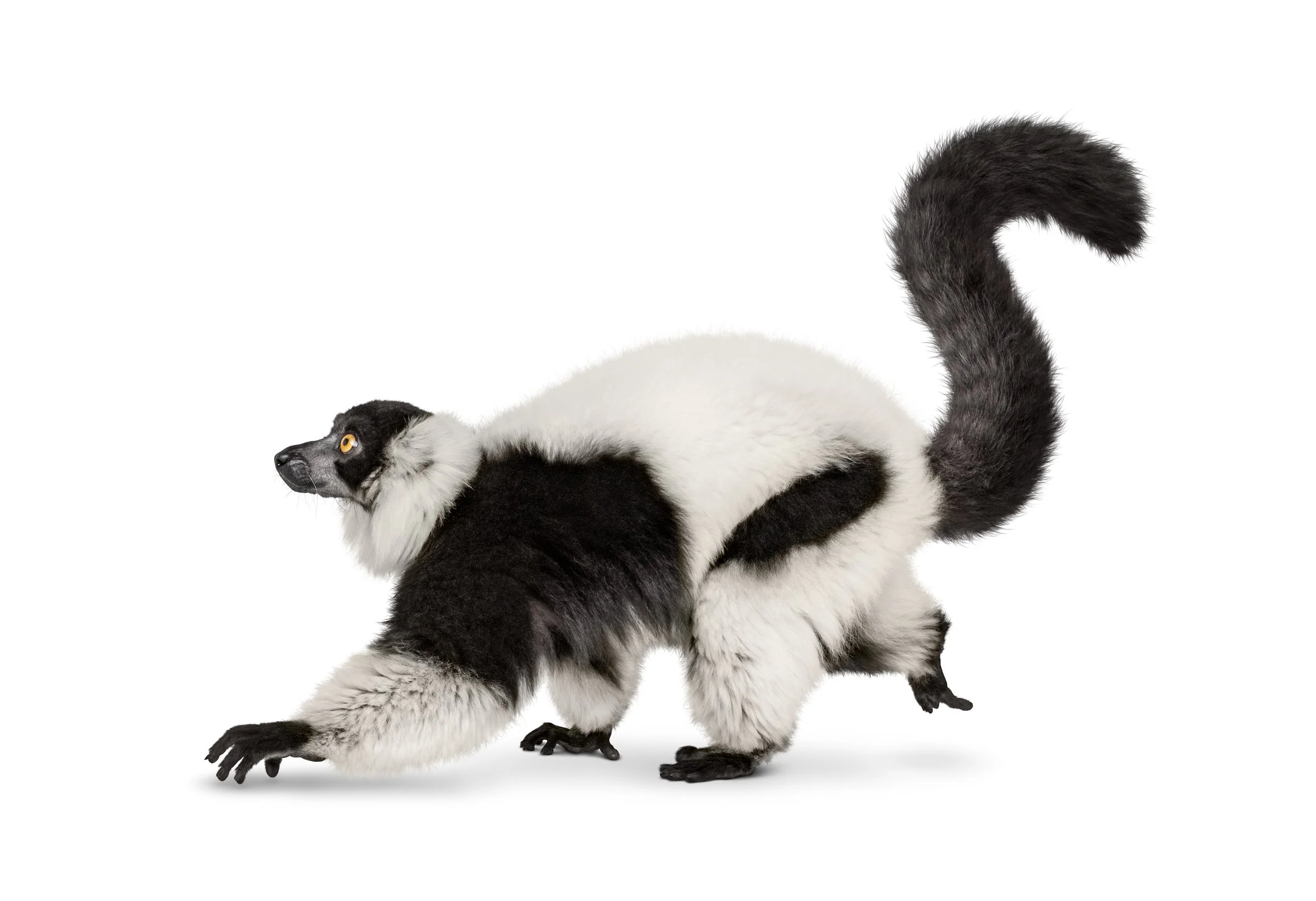 Lemur_Facing_L_Walking_Sh_D.jpg