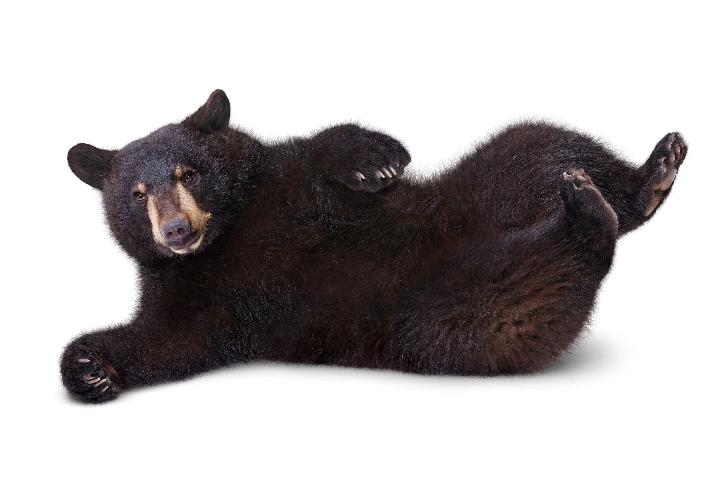 Black_Bear_Reclining_Sh_D.jpg