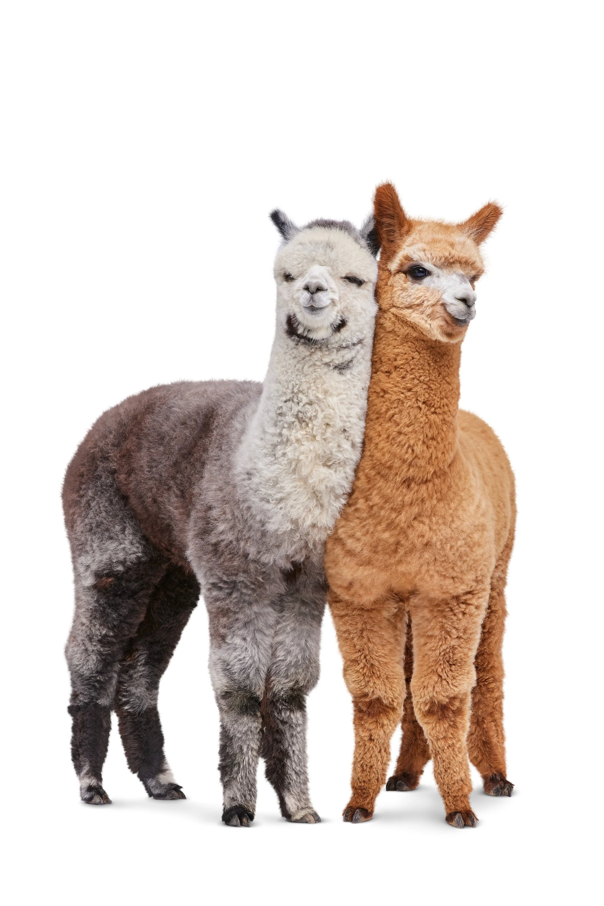 2_Alpacas_Brown_Grey_Leaning_Together_Sh_D.jpg