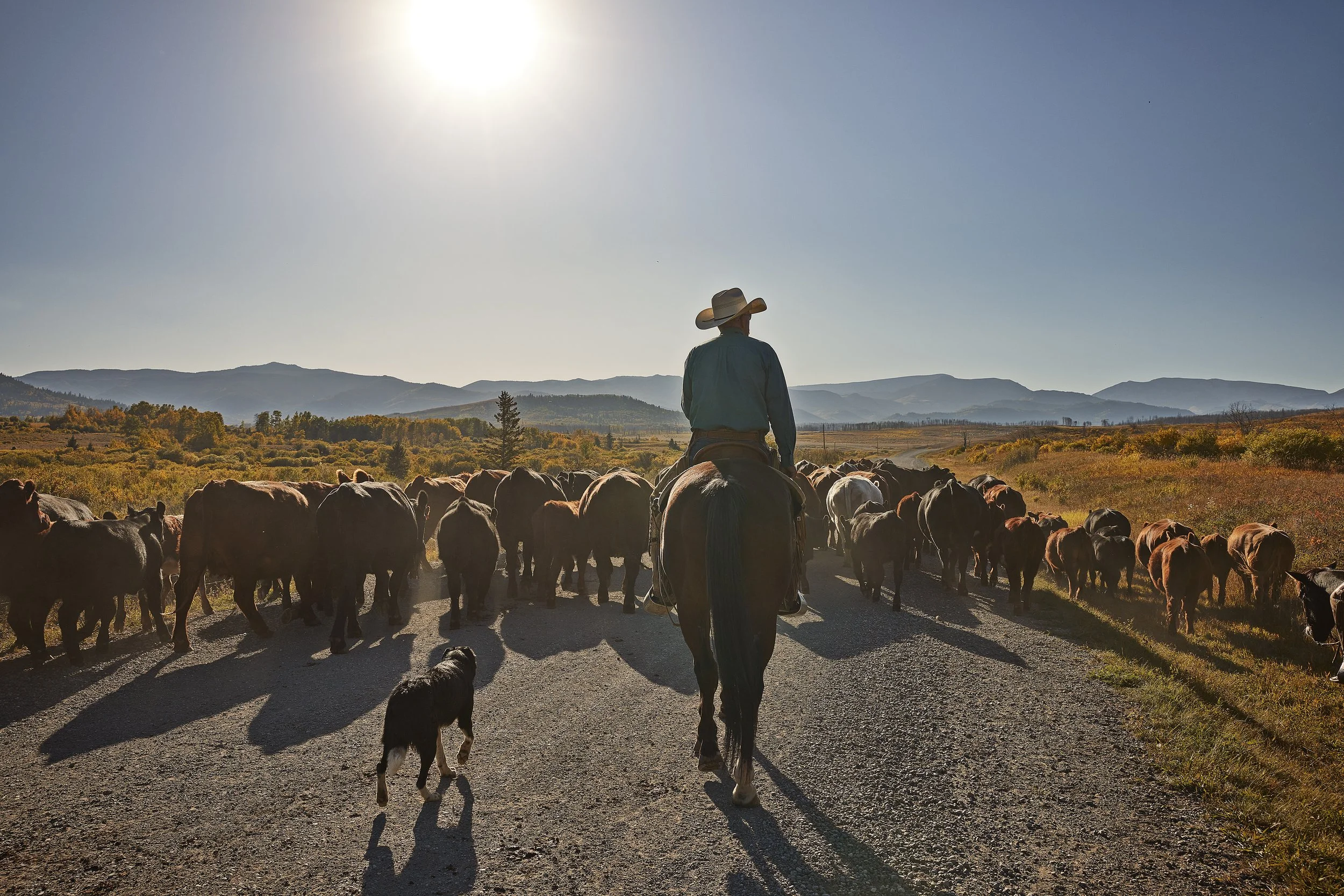 23_TravelAlberta_CattleWrangling2 copy.jpg