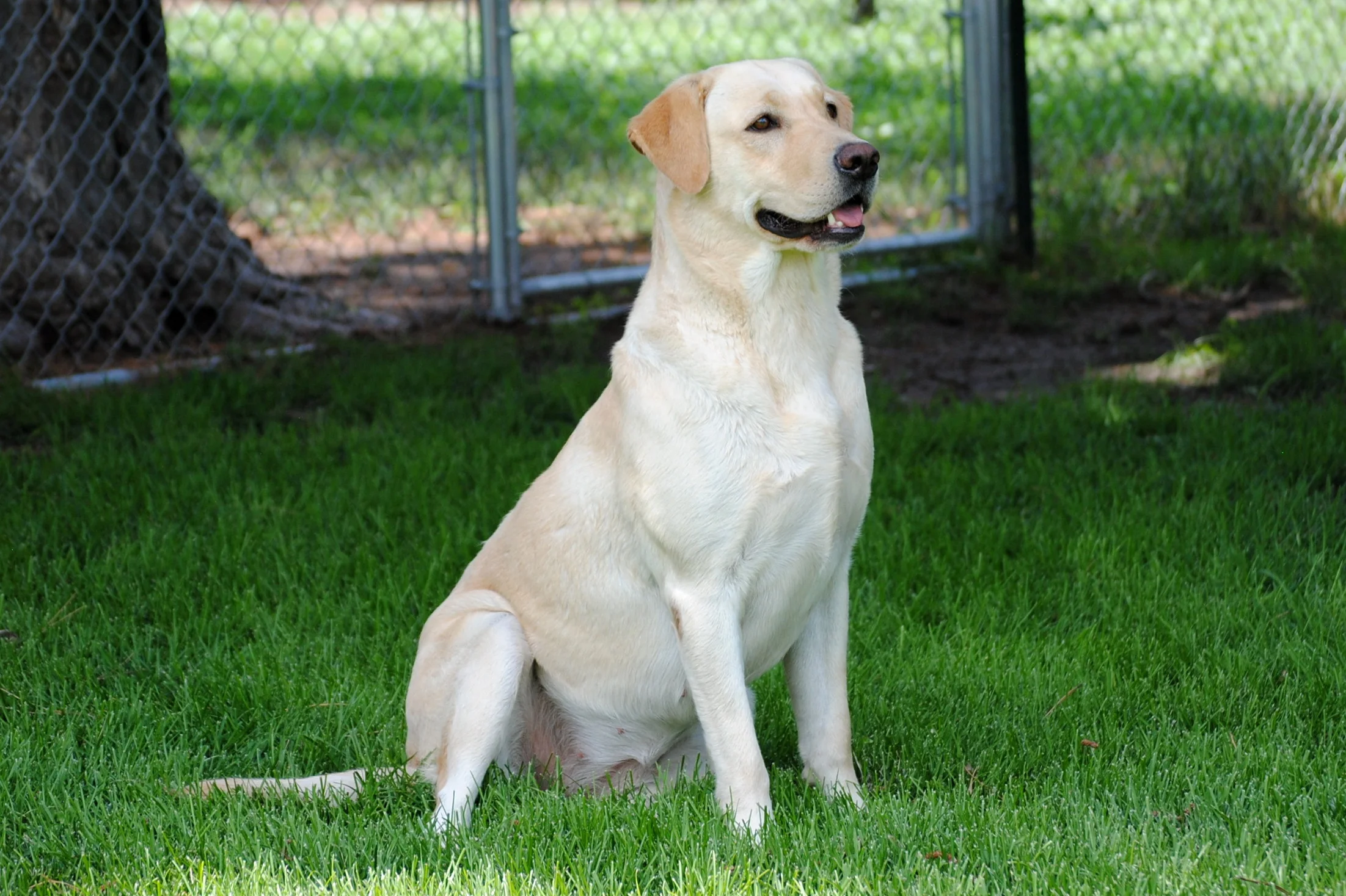 Whispering Pines Dakota Sunset -Retired
