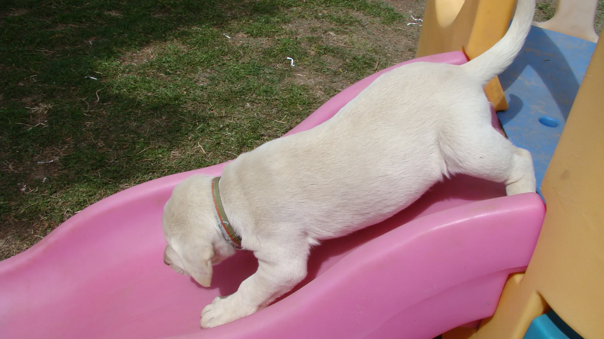 Puppy on Slide.jpg