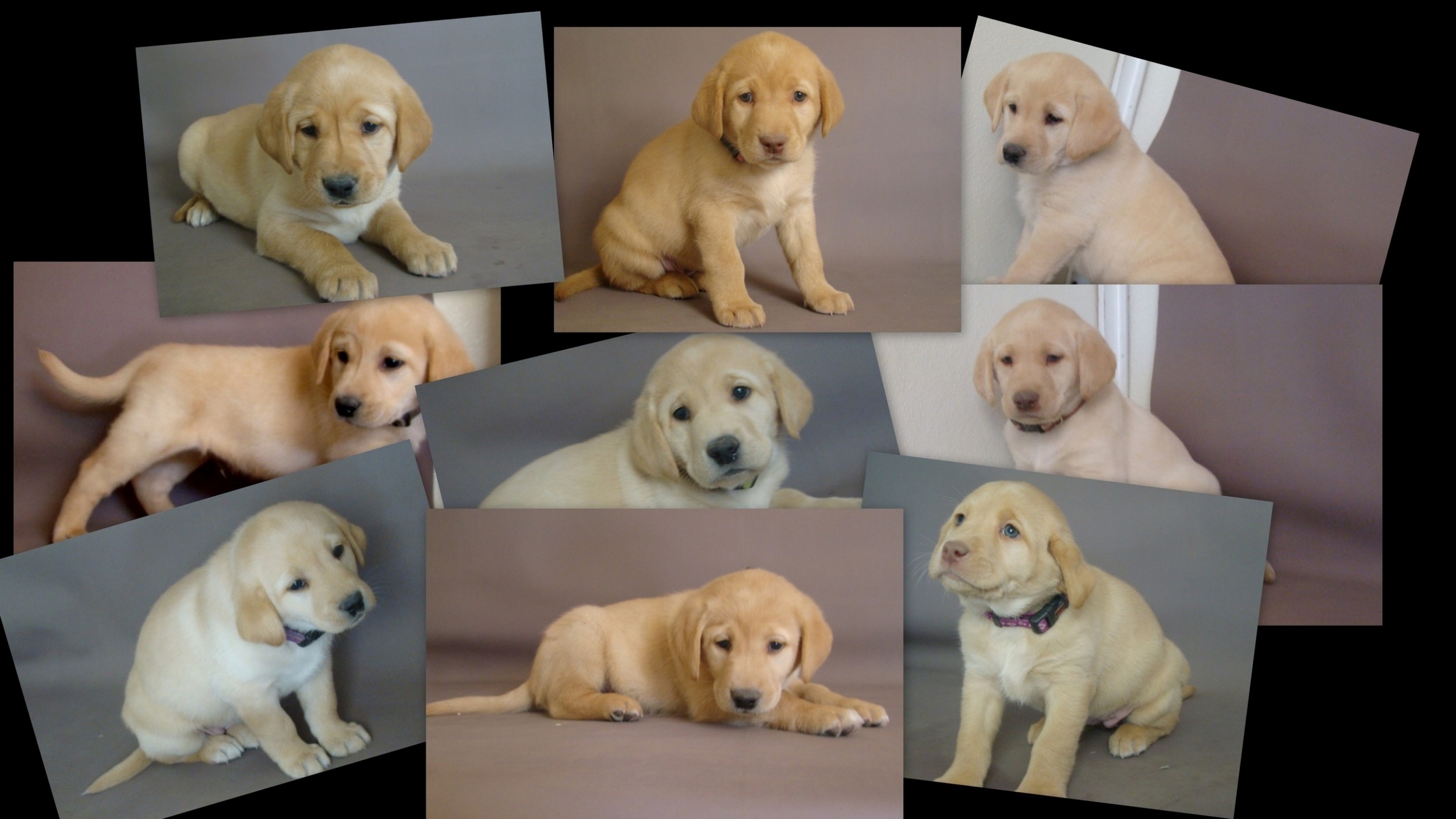 Dakota/Hank Litter born November 21, 2015