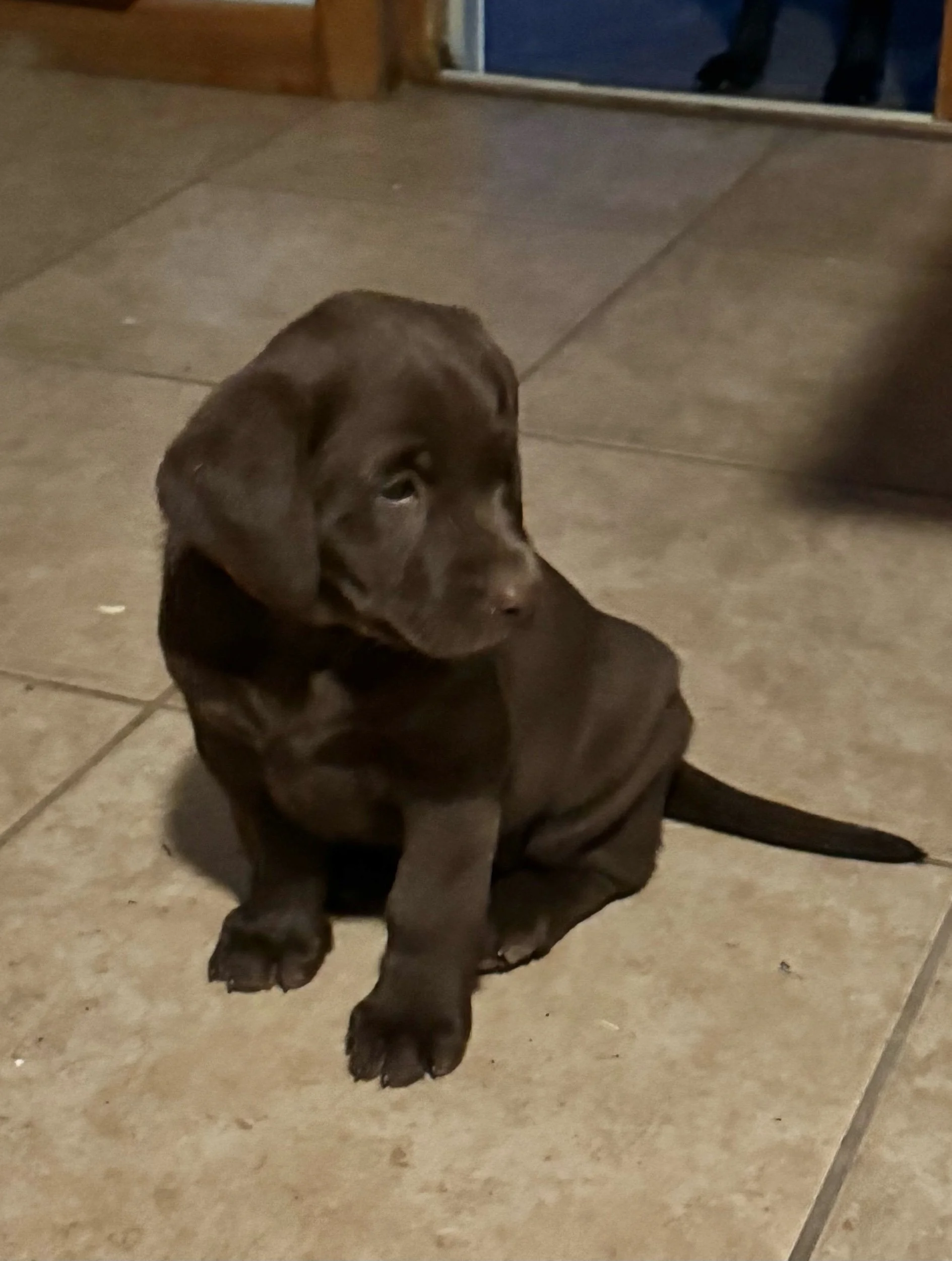 Chocolate female born 8/19/25