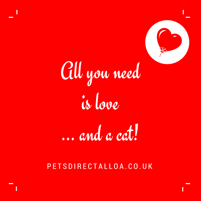 cat-kitten-food-treats-toys-suplies-alloa-clackmannanshire-falkirk-stirling.jpg