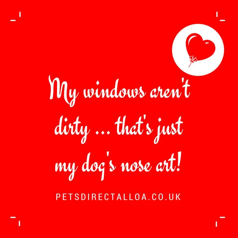 dog-nose-art-dog-food-alloa-falkirk-stirling.jpg