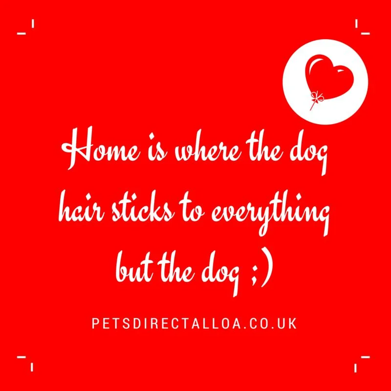 dog-foos-pets-direct-pet-shop-alloa-falkirk-stirling.jpg