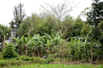 Agroforestry_in_Masaka._VI_Agroforestry.jpg