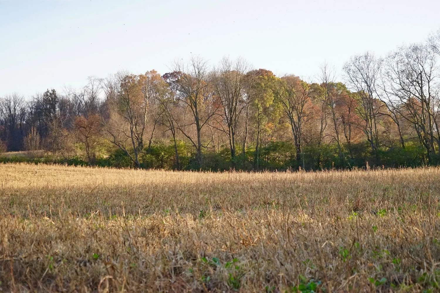 Agraria-fall trees smaller.jpg