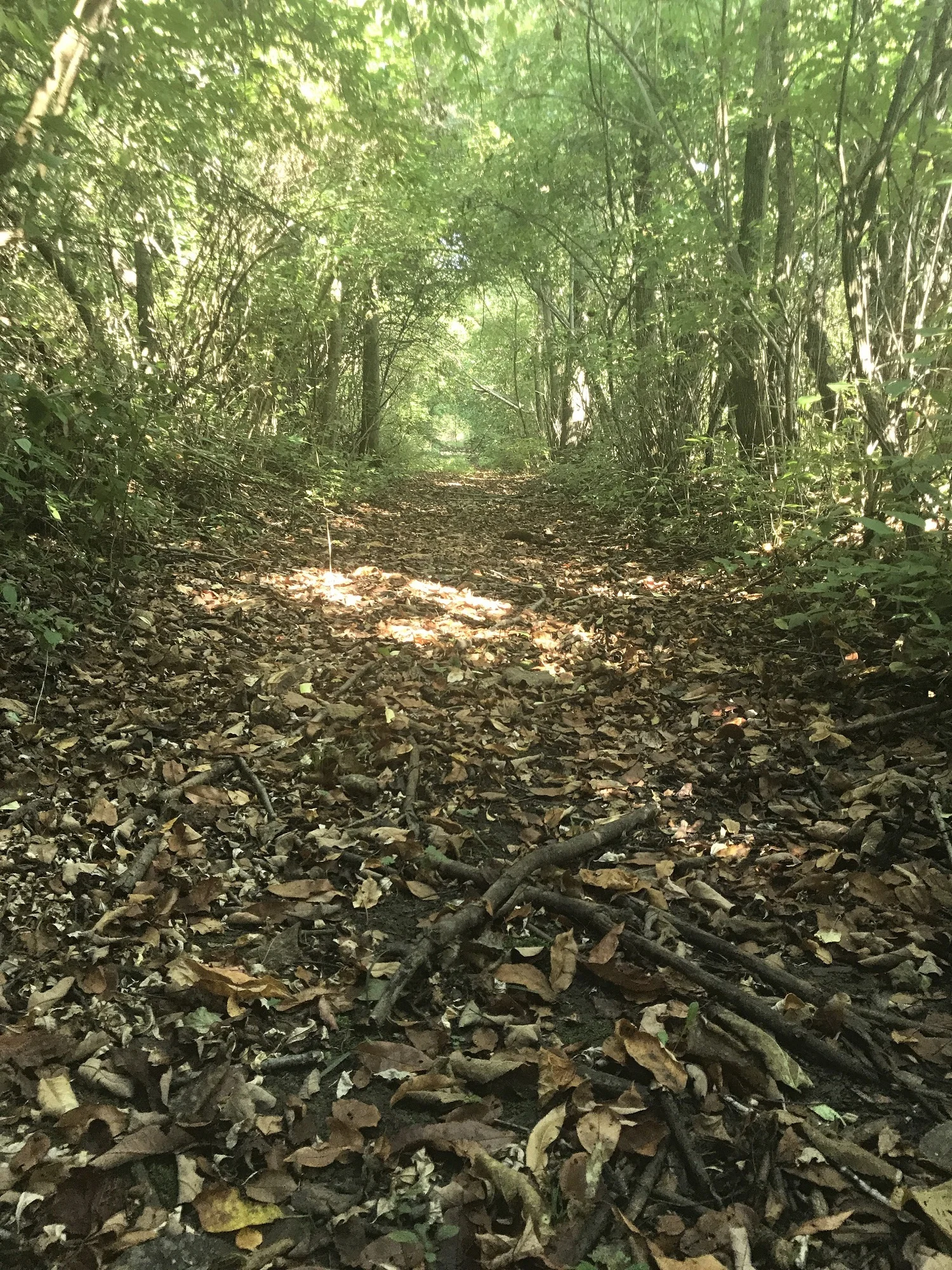 Forest path smaller.jpg