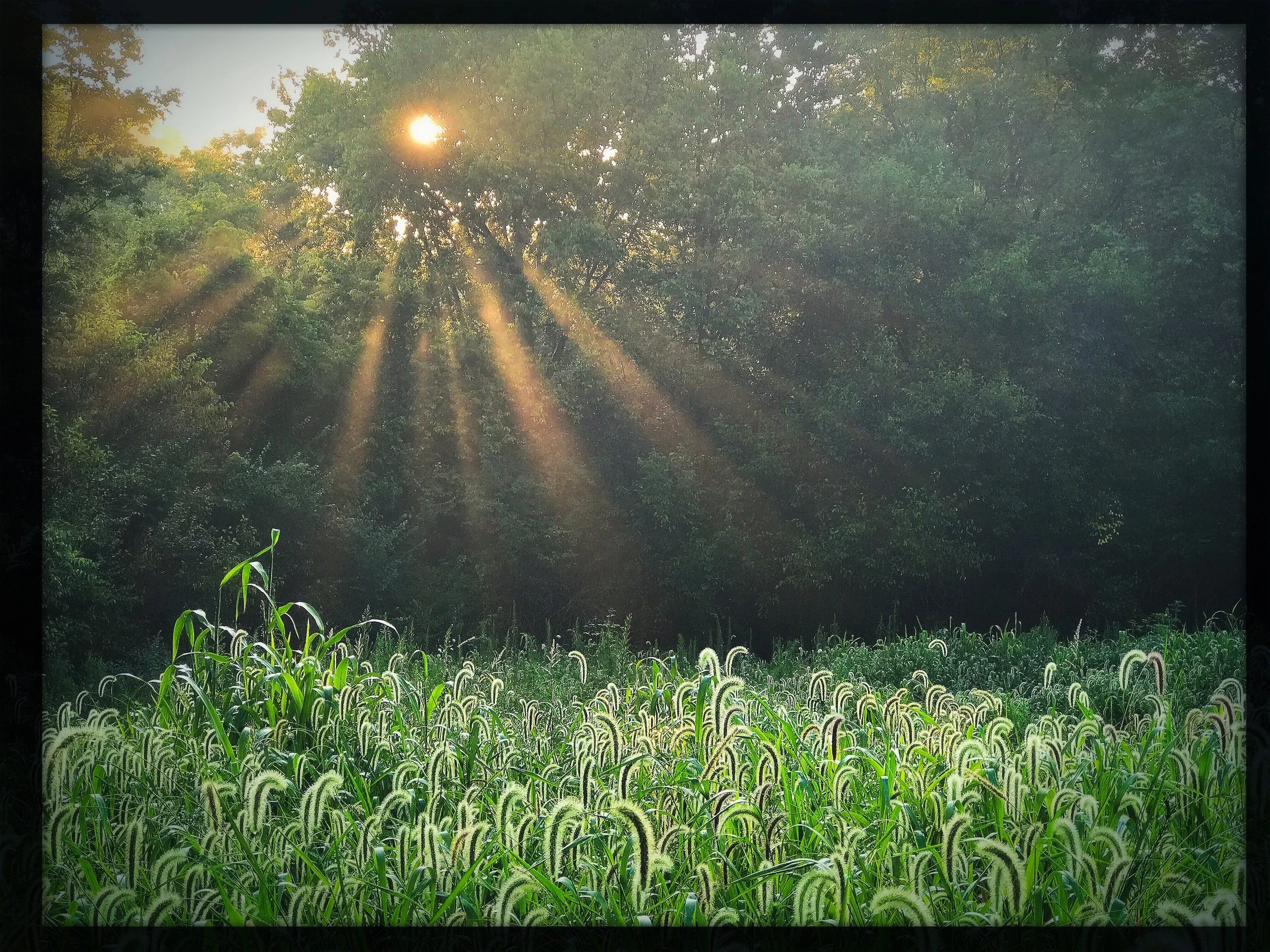 morning on the farm smaller.jpg