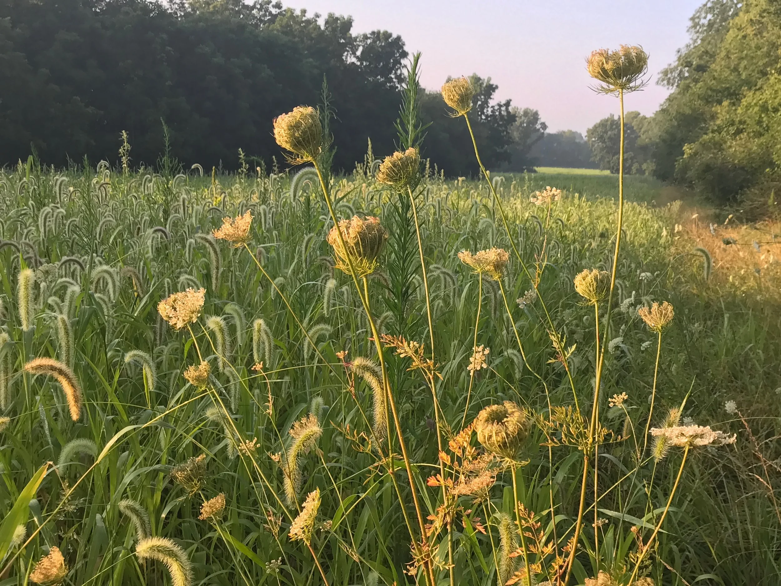 Queen Anns Lace-field 8.jpg