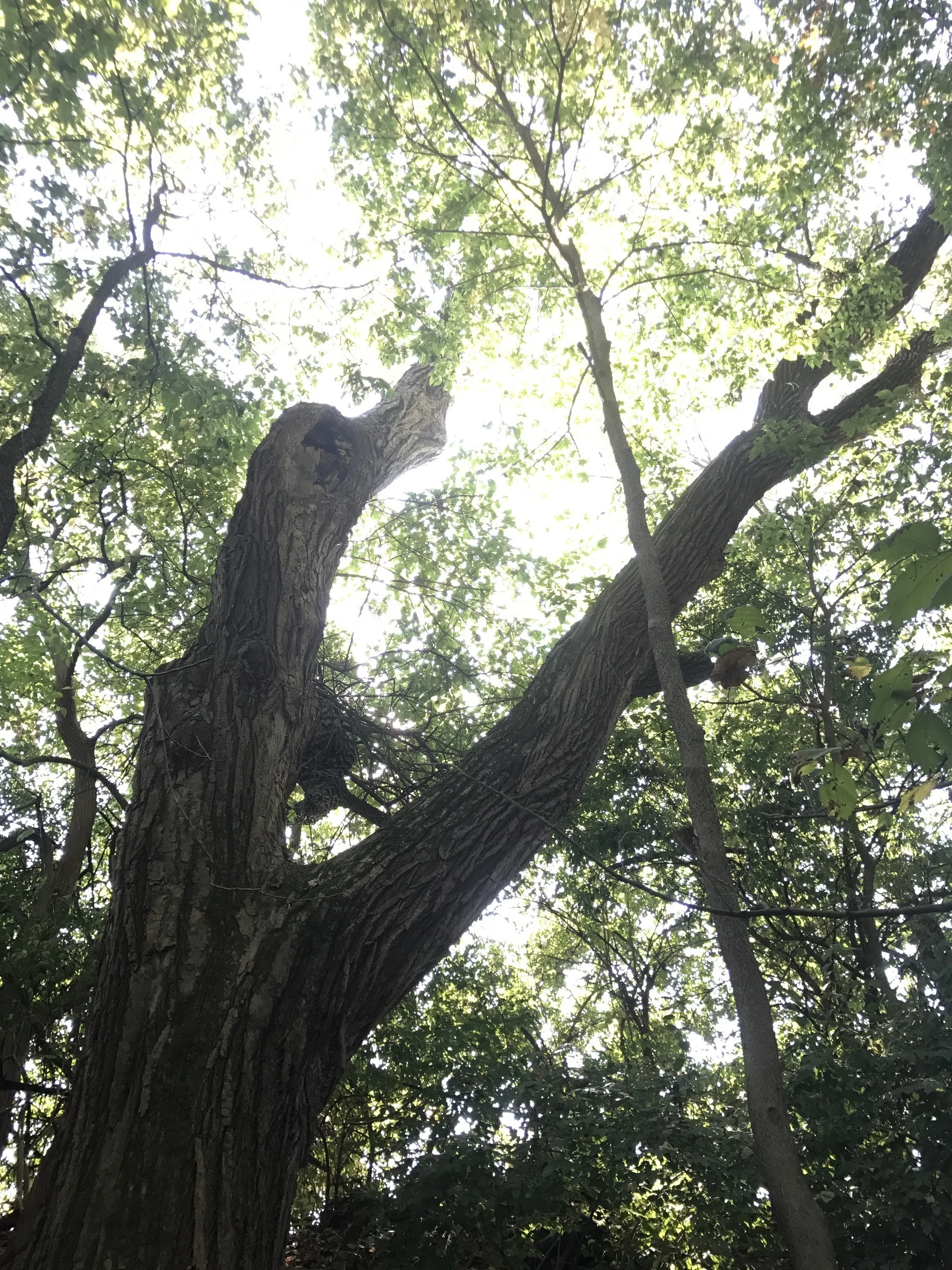 Tree art not as small.jpg
