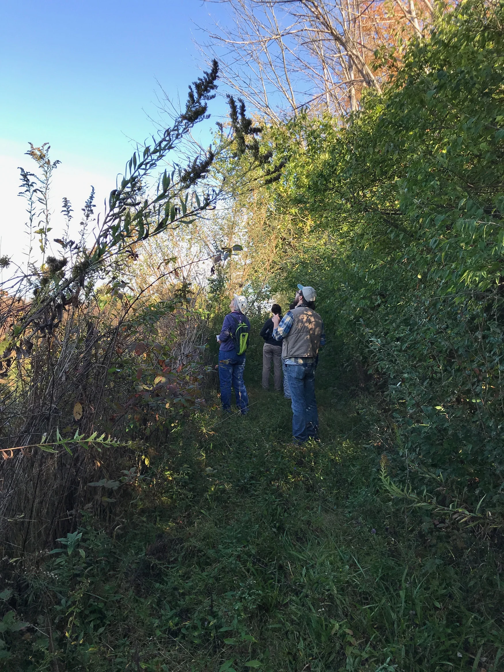 Tree identification walk-3 smaller.jpg